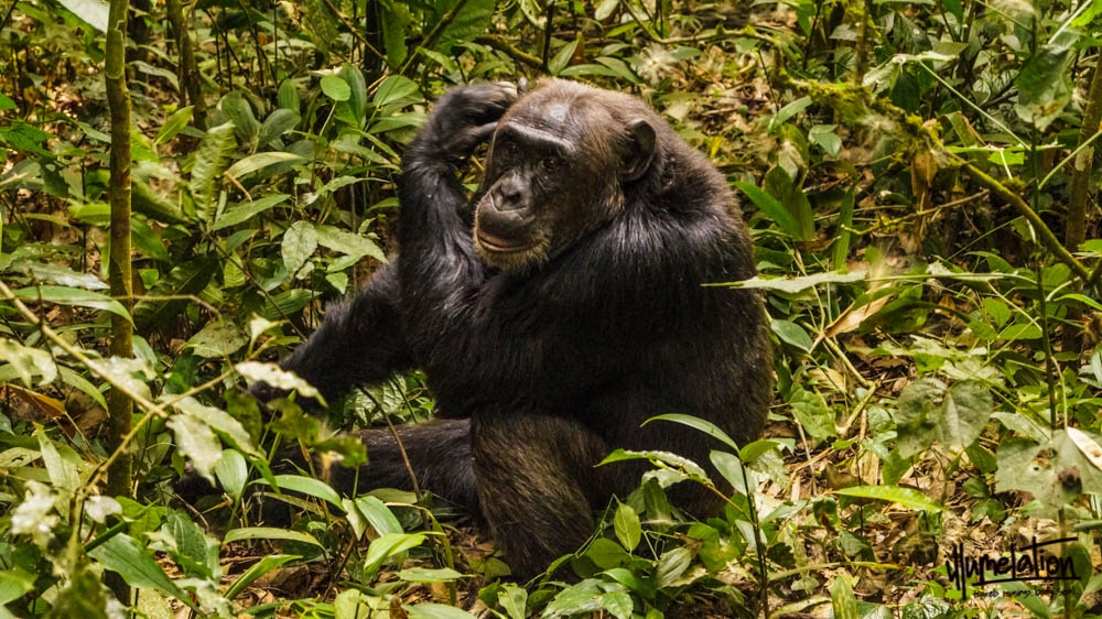 乌干达Kibale国家公园的黑猩猩。