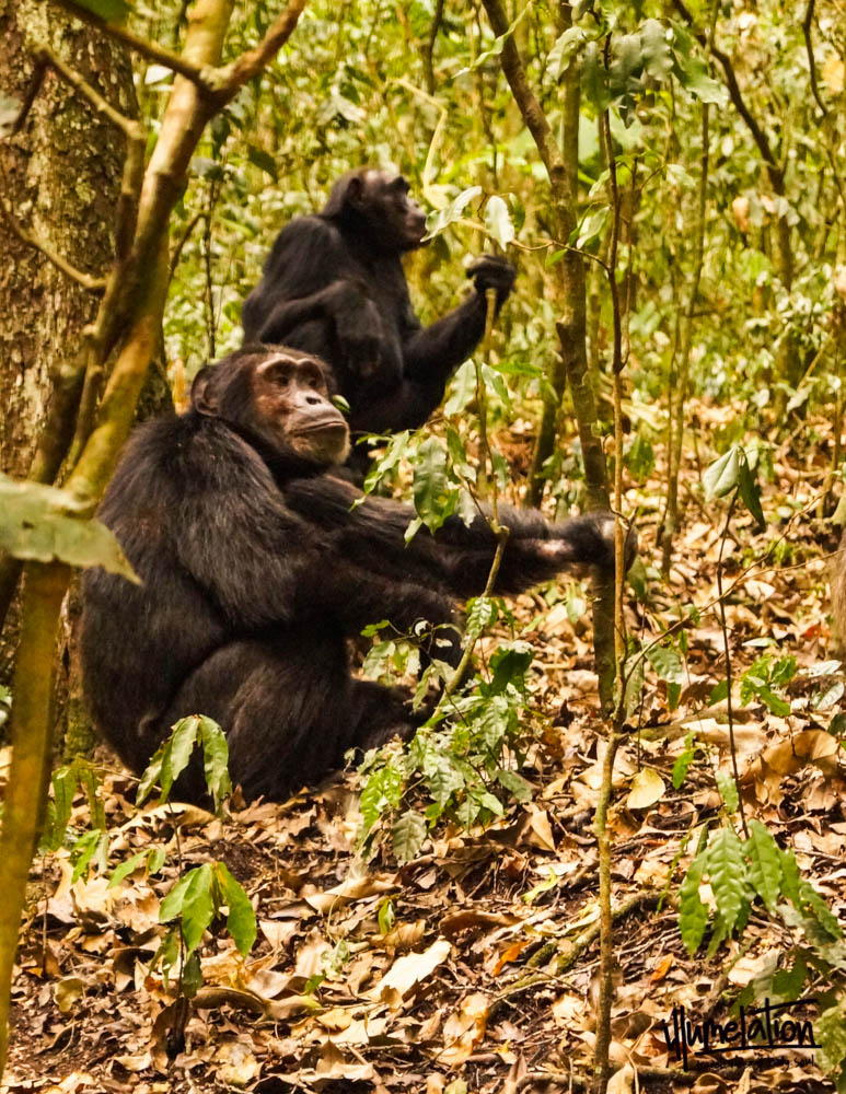 黑猩猩凝视着远方。乌干达Kibale国家森林。