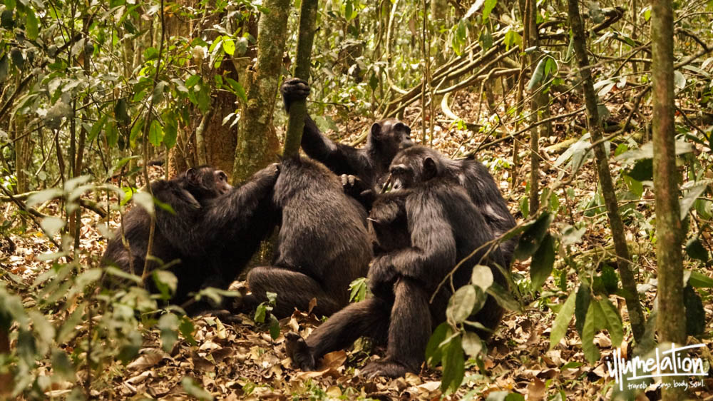 野生黑猩猩小组。鹦鹉森林。乌干达。beplay3体育官方下载照明。2015年。