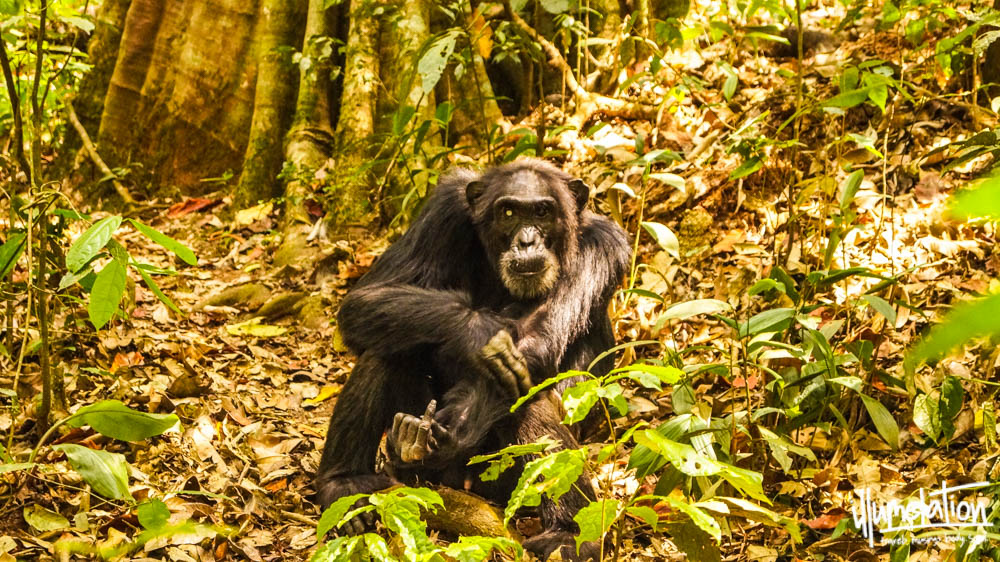 野生黑猩猩跋涉。乌干达群岛森林。2015年。
