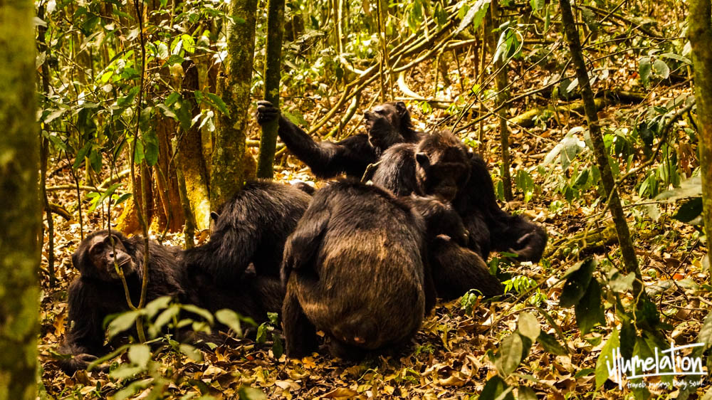 野生黑猩猩徒步旅行，小组男性。鹦鹉森林乌干达2015年。