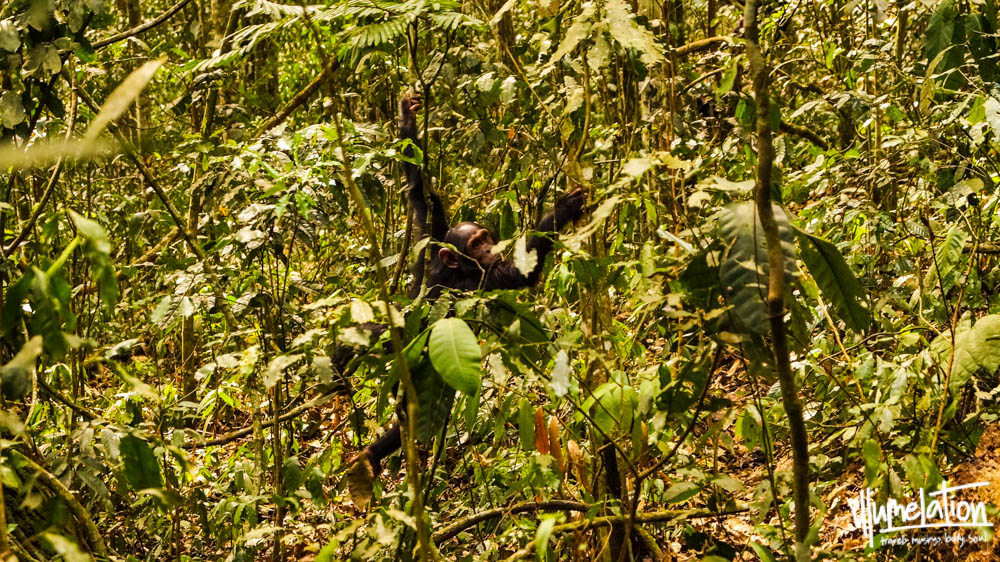 小猩猩在树间荡来荡去。乌干达基巴莱森林。2015。