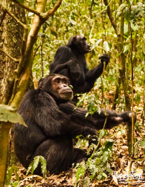 野生黑猩猩跋涉。鹦鹉森林。乌干达。beplay3体育官方下载照明。2015年。
