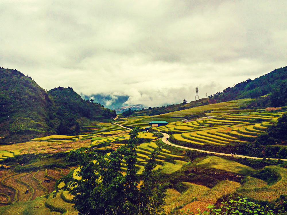 Rice terraces in Sapa Vietnam.jpg