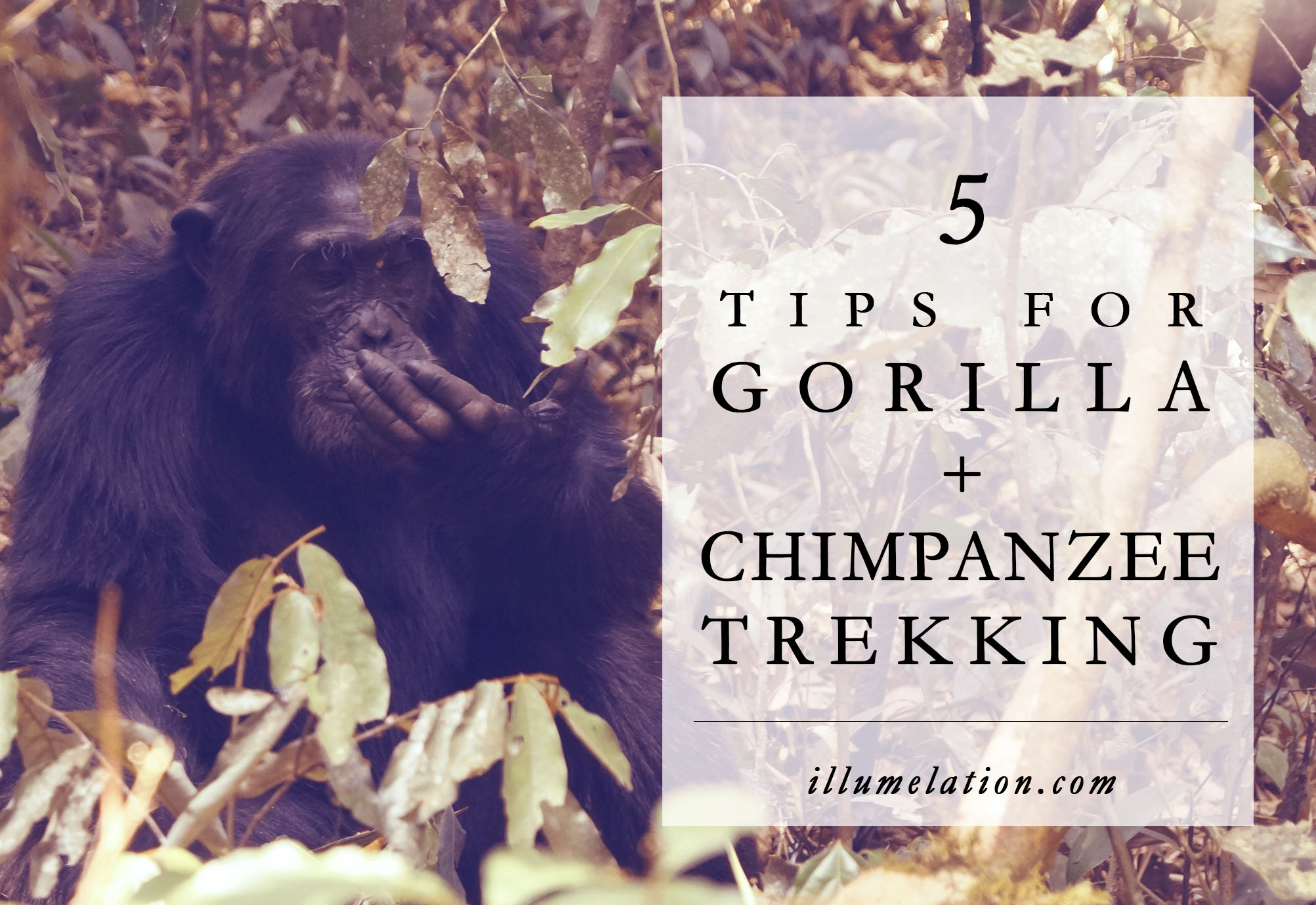 5个提示大猩猩+黑猩猩徒步在Kibale森林，乌干达- illumelation.combeplay3体育官方下载