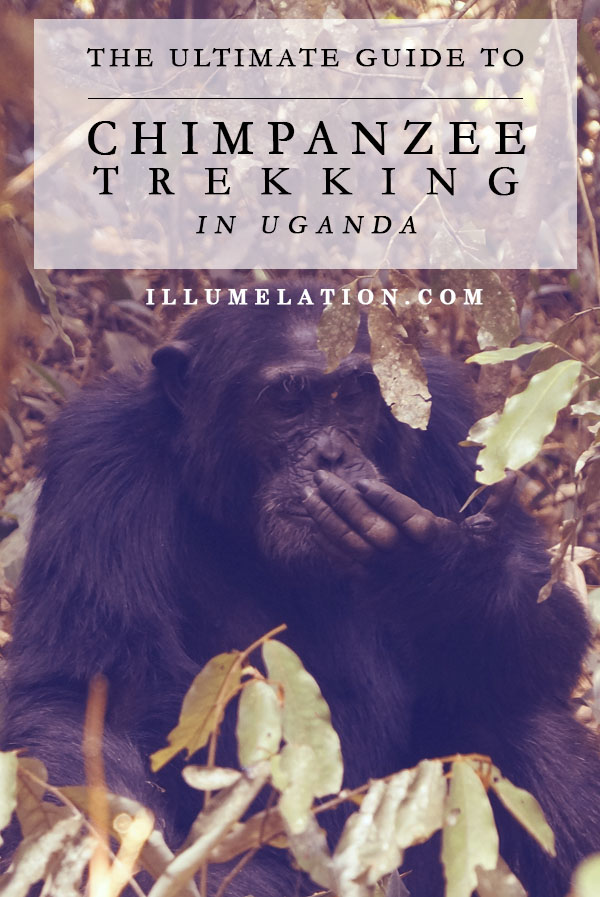 黑猩猩在乌干达基巴莱徒步旅行的终极指南