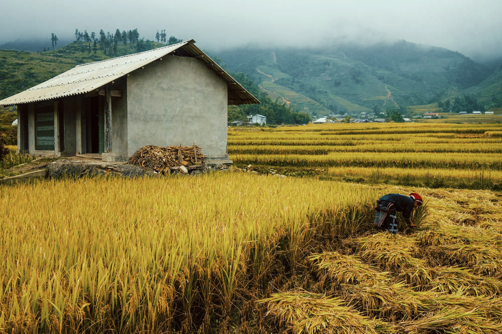 Rice+Beating+in+Sapa,+Vietnam+-+illumelation.jpeg