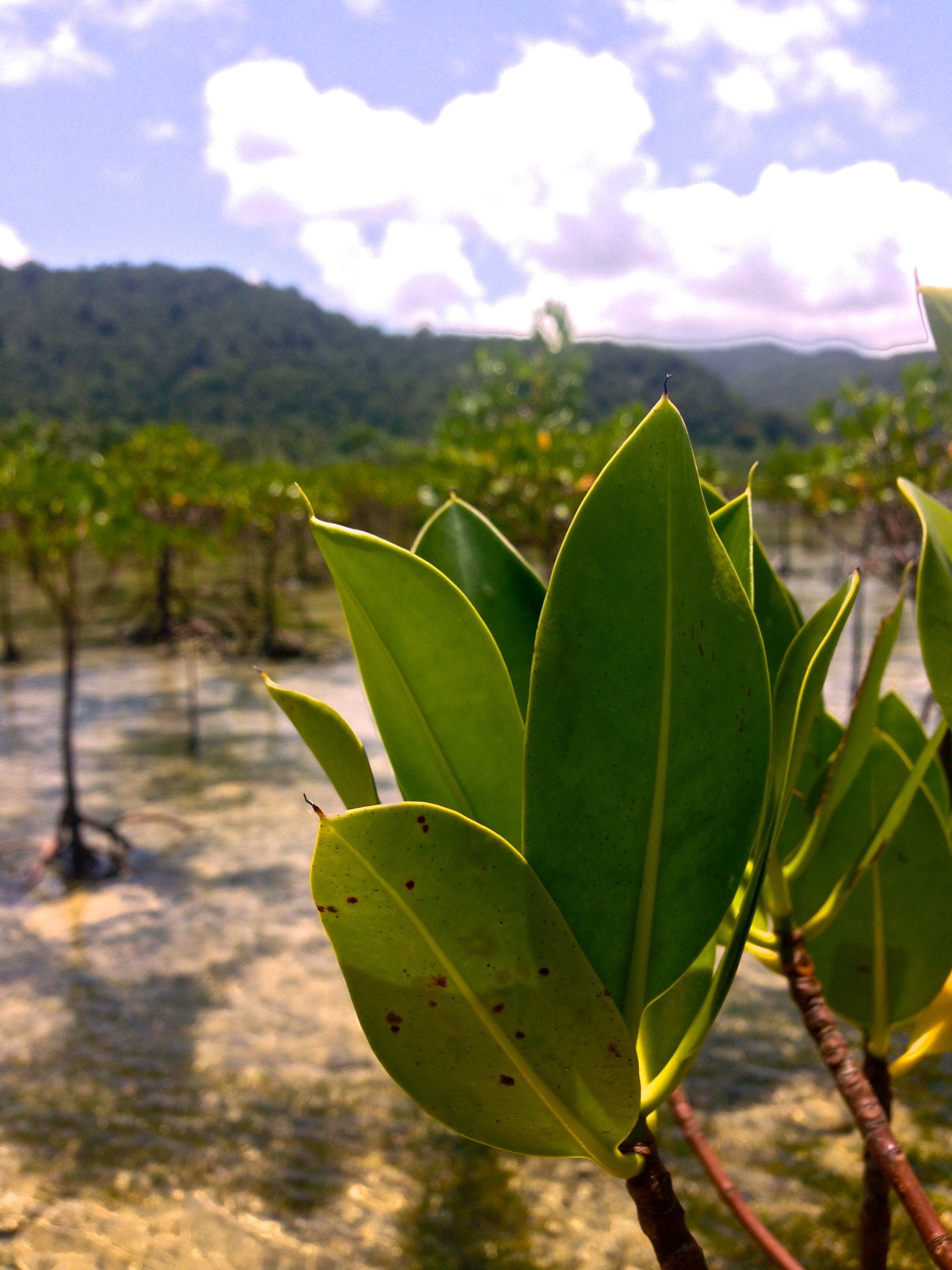 Cemento mangrove reserve