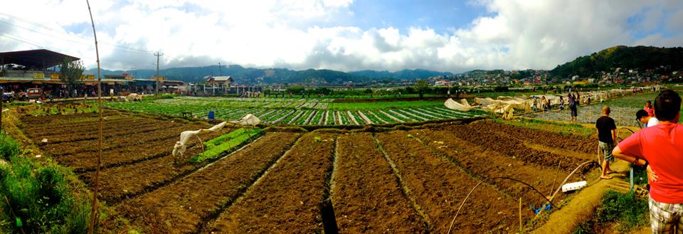 Strawberry picking fields in Baguio, Benguet Province - Luzon, Philippines