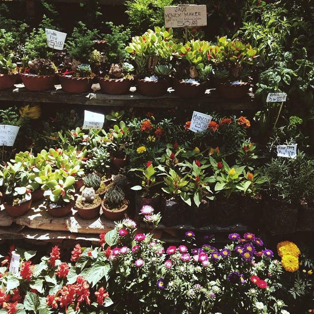 可爱的花,工厂市场在碧瑶，本盖省-吕宋岛，菲律宾
