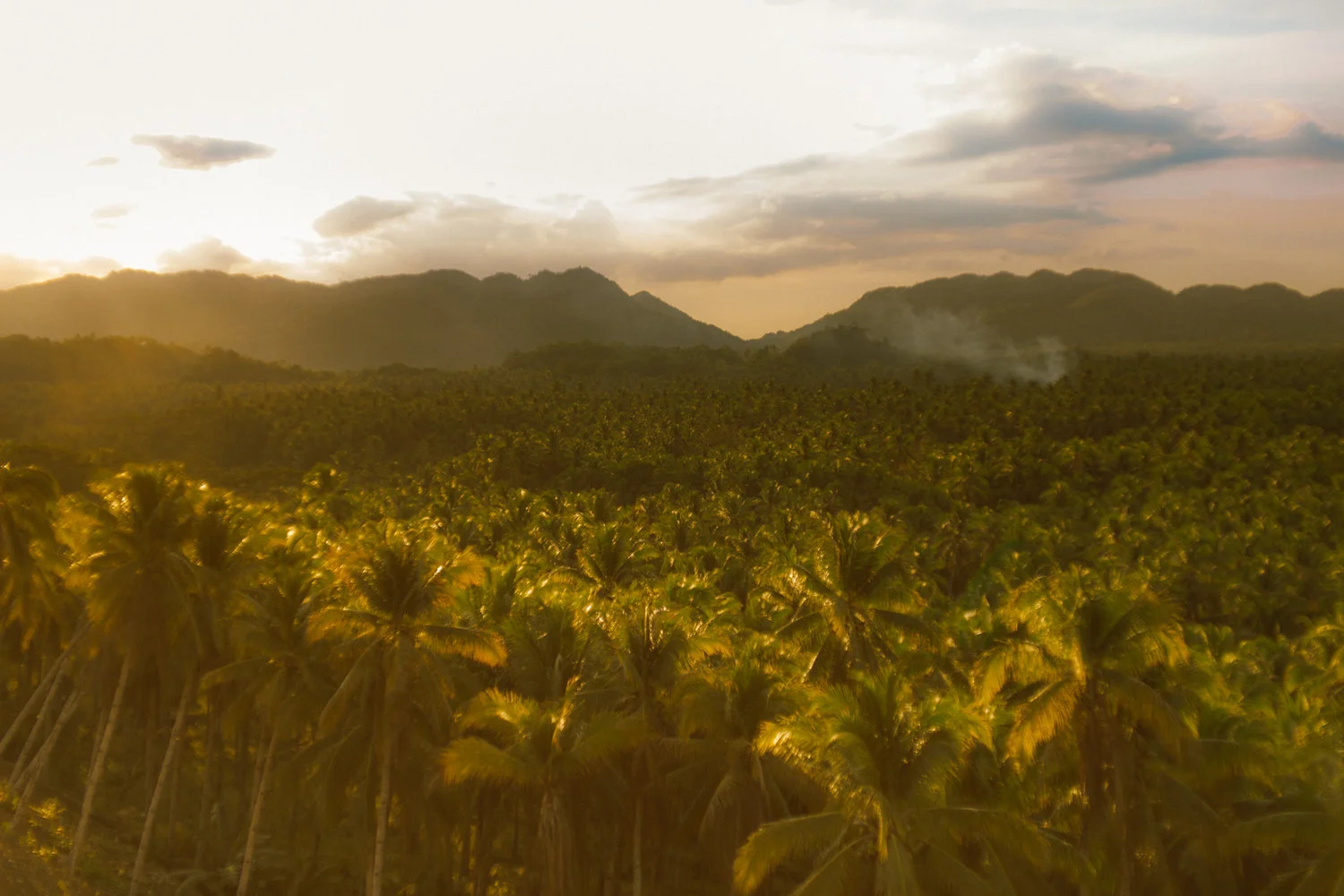 Siargao,+Philippines+-+Coconut+Tree+Canopy+-+Sunset+Feels.jpg