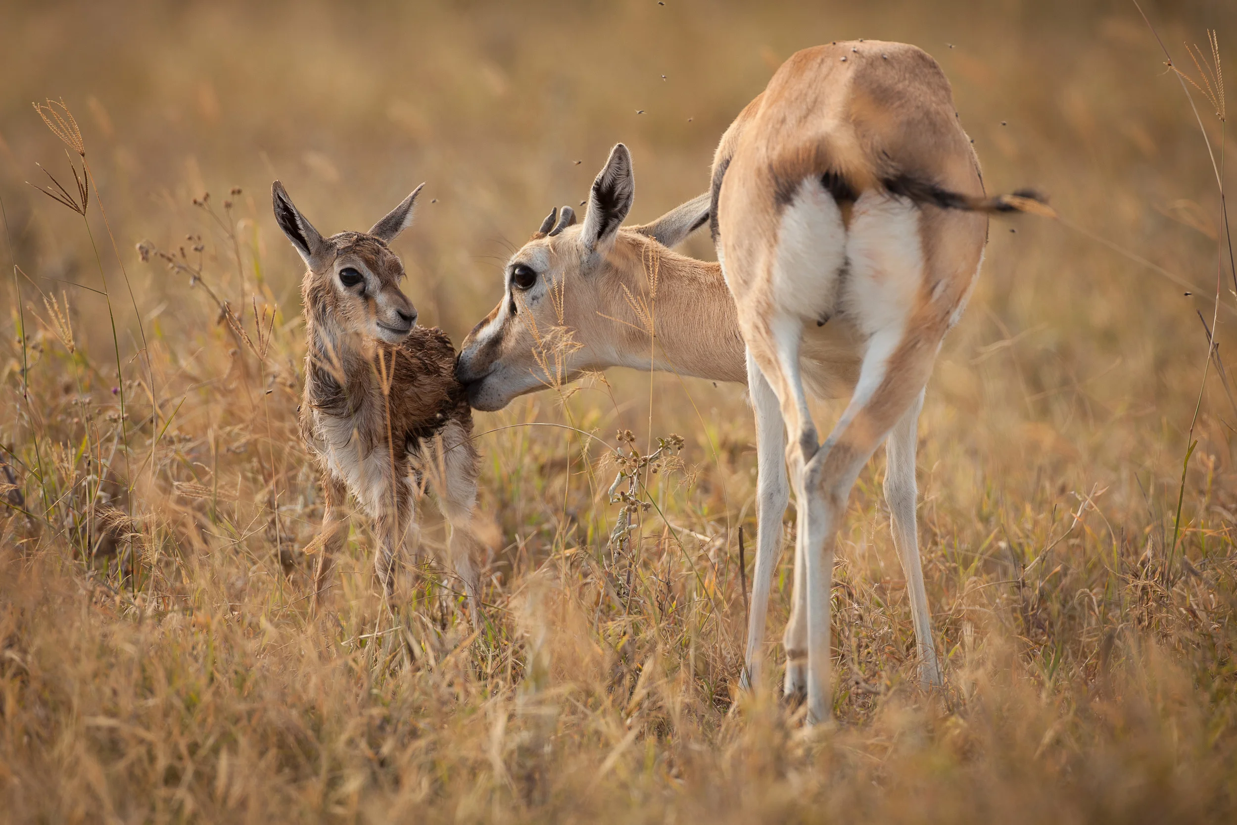 28 THOMPSON'S GAZELLE BIRTH, NGORONGORO CRATER, TANZANIA.jpg