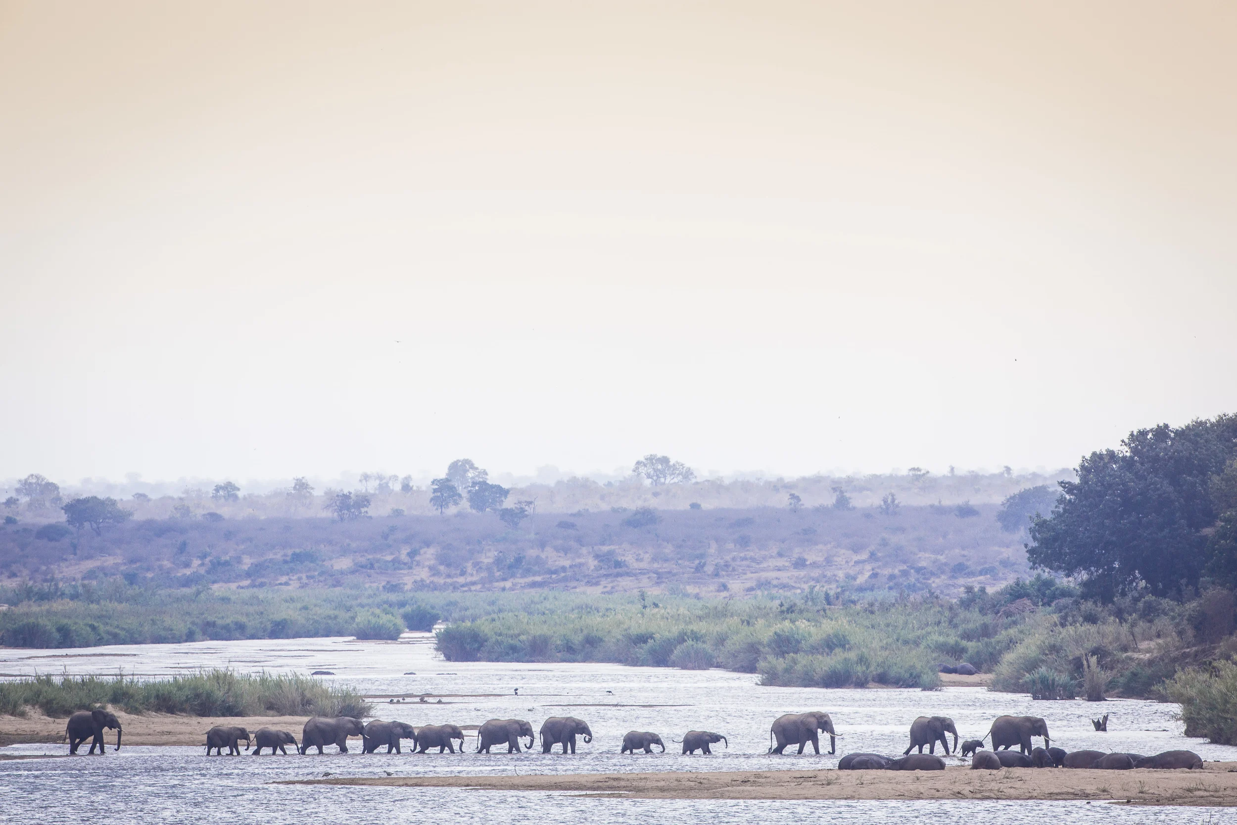 56 SAVANNA ELEPHANTS CROSSING SABI RIVER, KRUGER NATIONAL PARK, SOUTH AFRICA.jpg