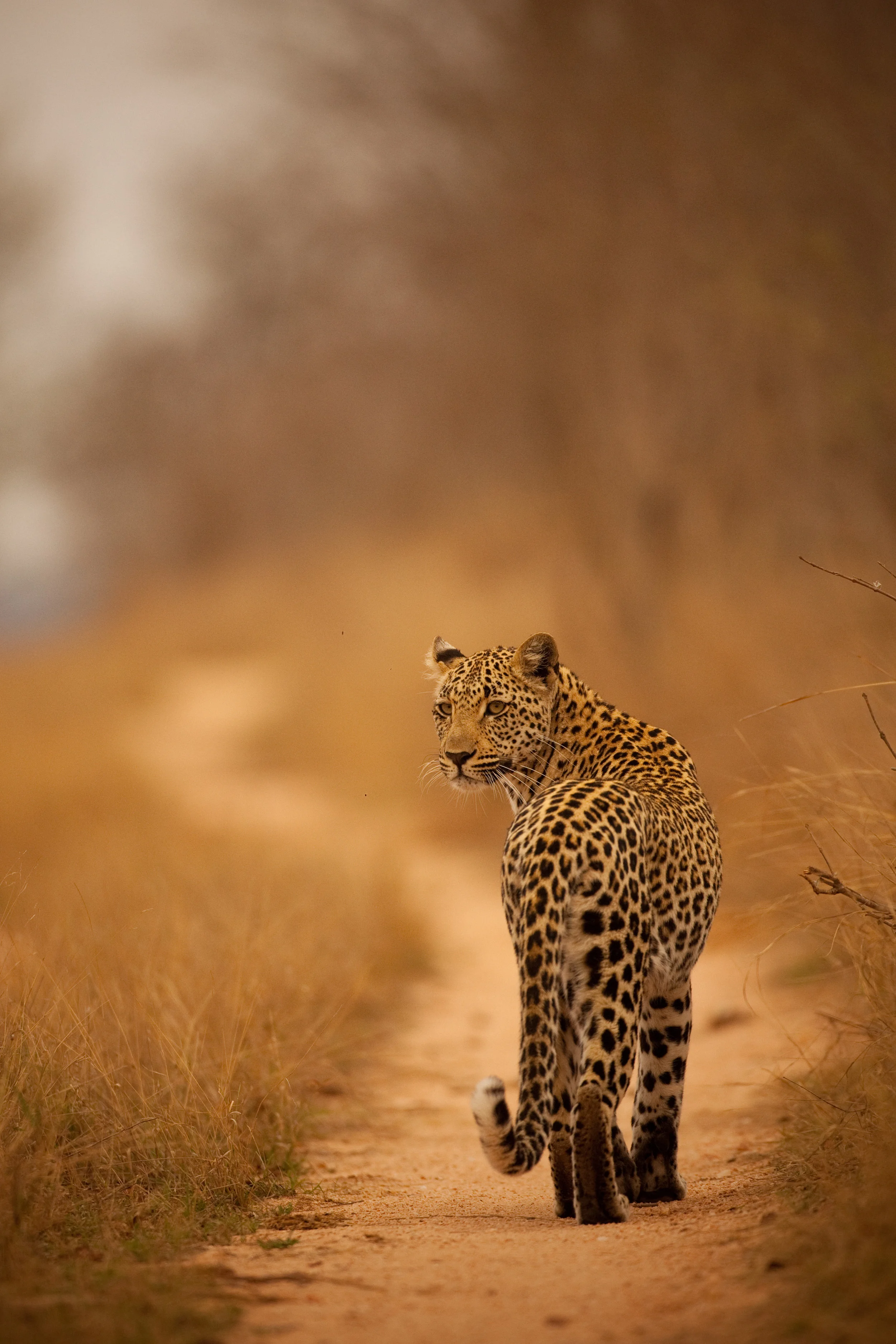 72 FEMALE LEOPARD, SABI SAND RESERVE, SOUTH AFRICA.jpg