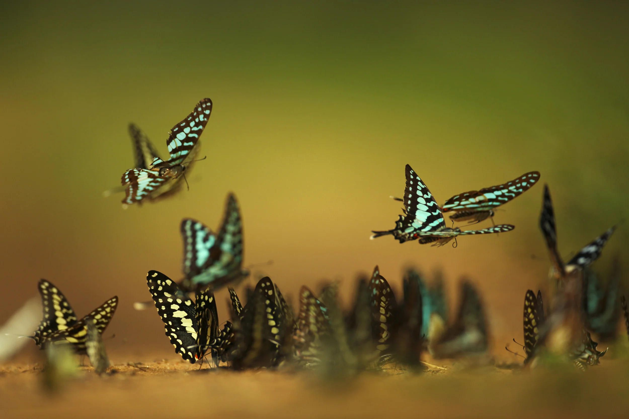 79 MAMBA SWORDTAIL BUTTERFLIES, PHINDA PRIVATE GAME RESERVE, SOUTH AFRICA.jpg