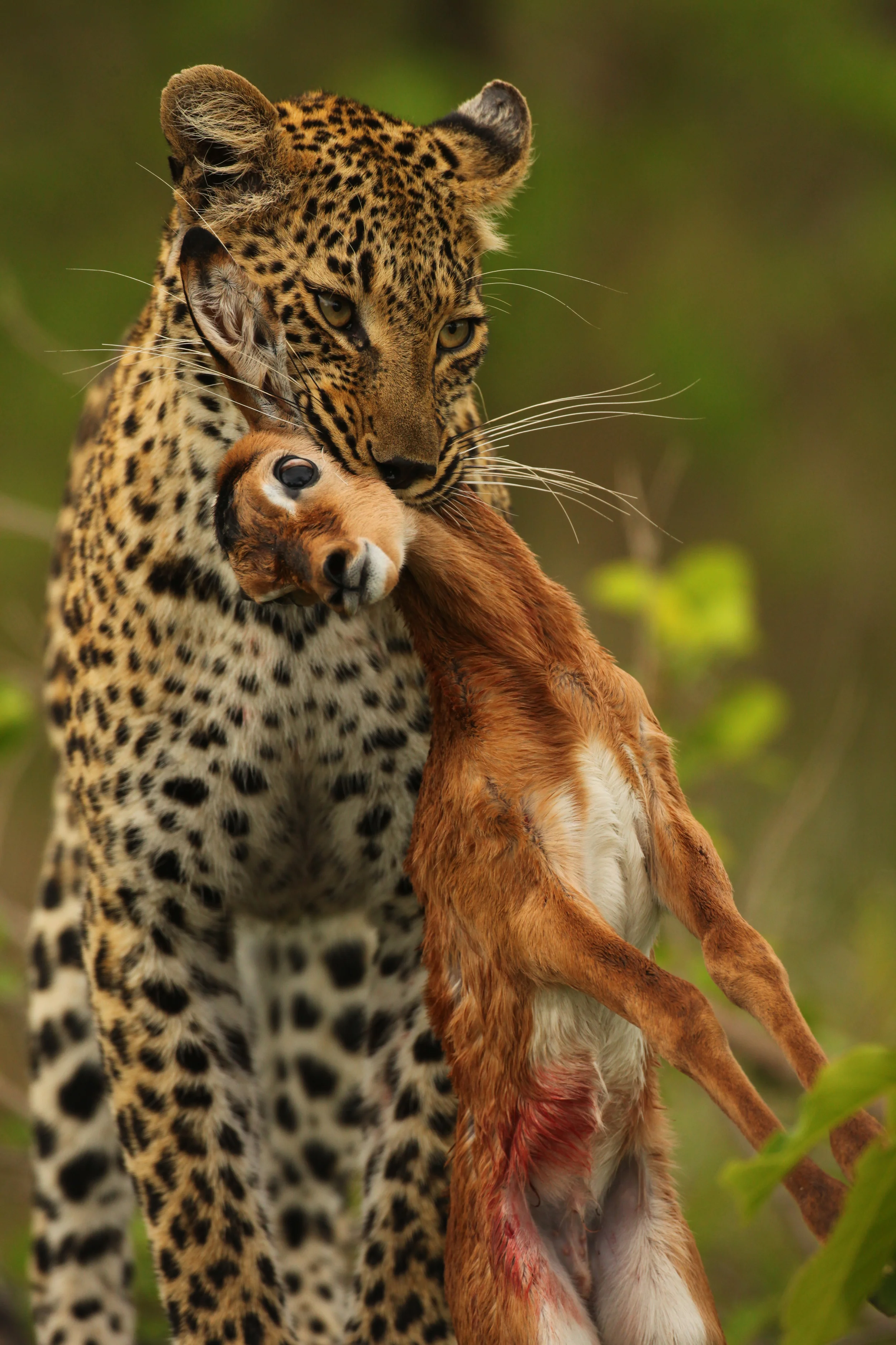 106 FEMALE LEOPARD WITH NEWBORN IMPALA LAMB, SABI SAND RESERVE, SOUTH AFRICA.jpg