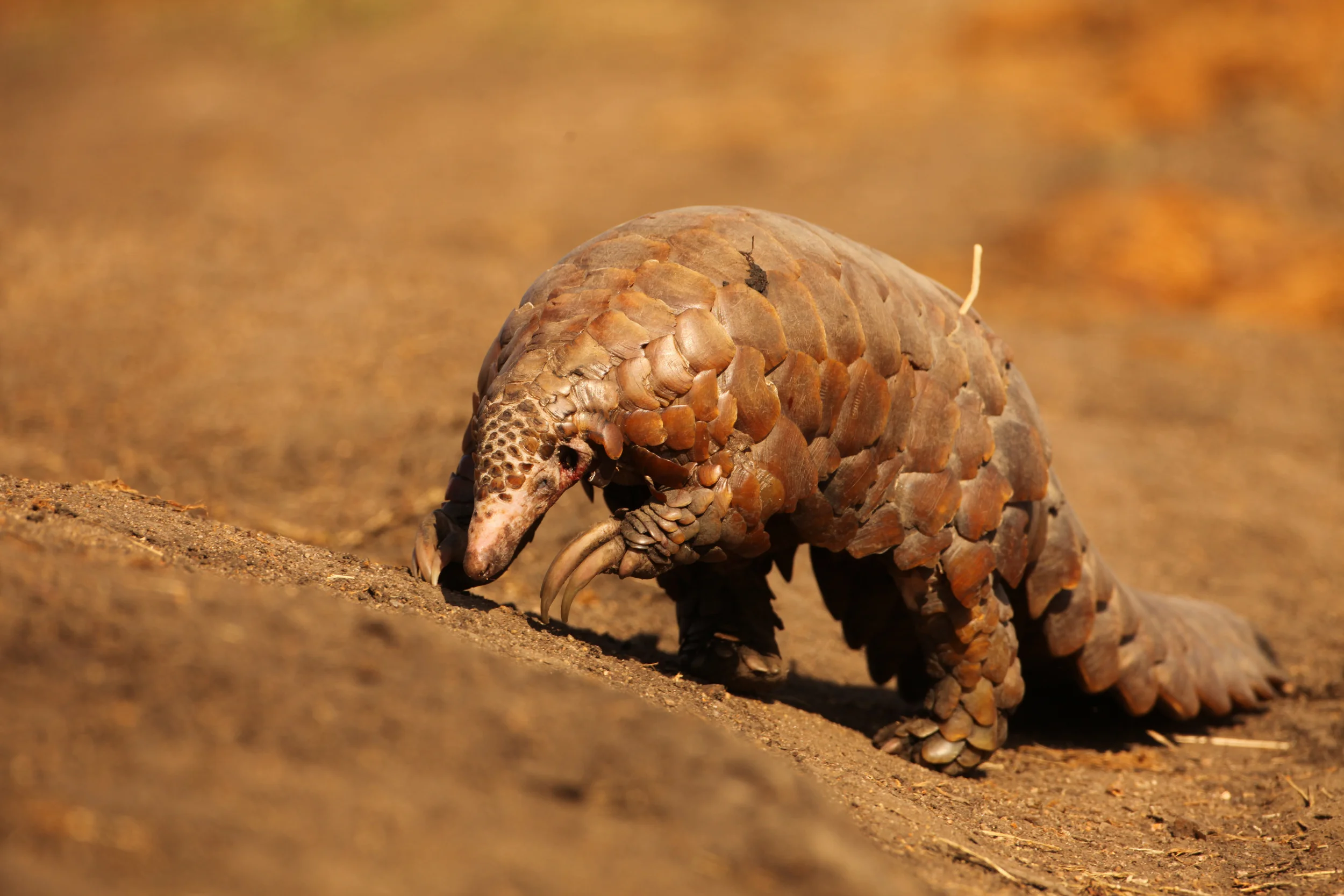 117 PANGOLIN, NGALA PRIVATE GAME RESERVE, SOUTH AFRICA.jpg