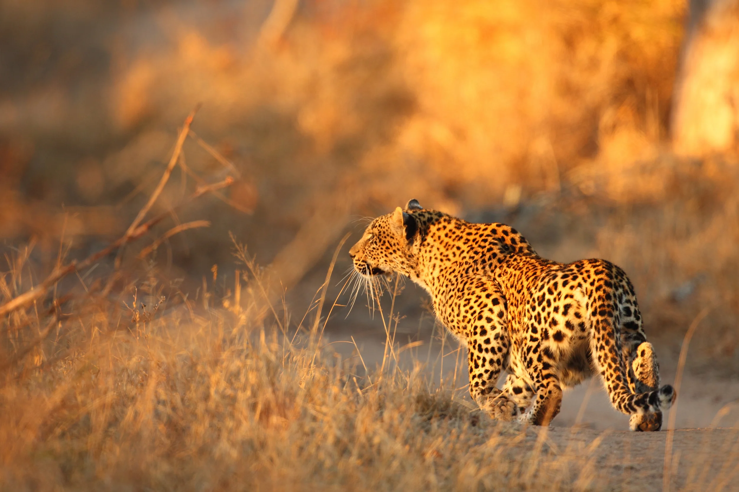 119 FEMALE LEOPARD STALKING, SABI SAND RESERVE, SOUTH AFRICA.jpg