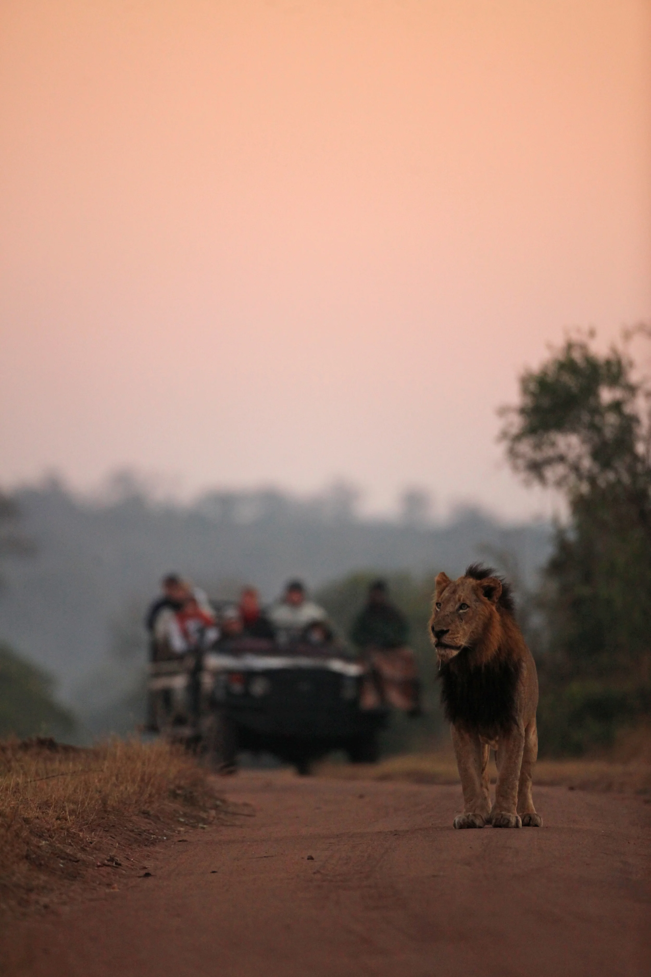 136 MALE LION AND SAFARI VEHICLE, SABI SAND RESERVE, SOUTH AFRICA.jpg