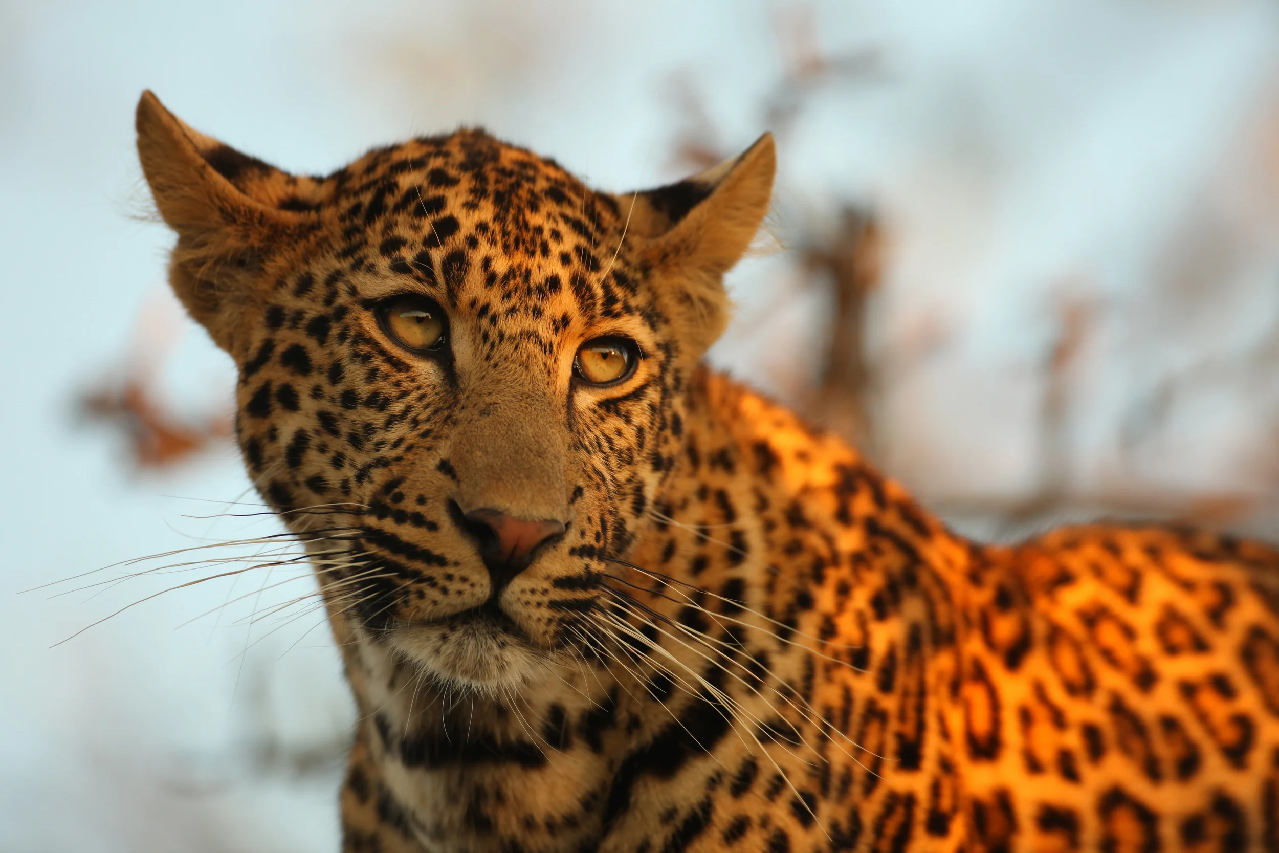 138 YOUNG MALE LEOPARD, SABI SAND RESERVE, SOUH AFRICA.jpg