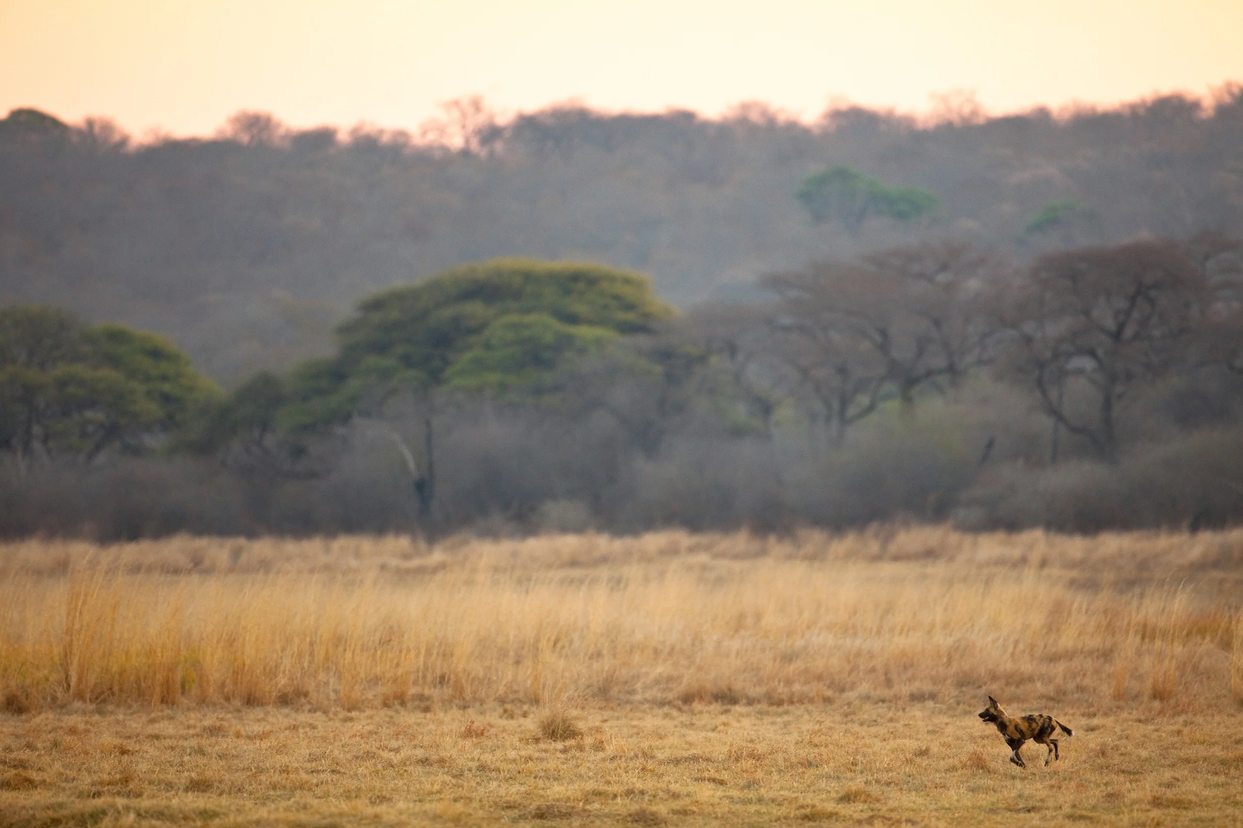 146 AFRICAN WILD DOG, MATETSI, ZIMBABWE.jpg