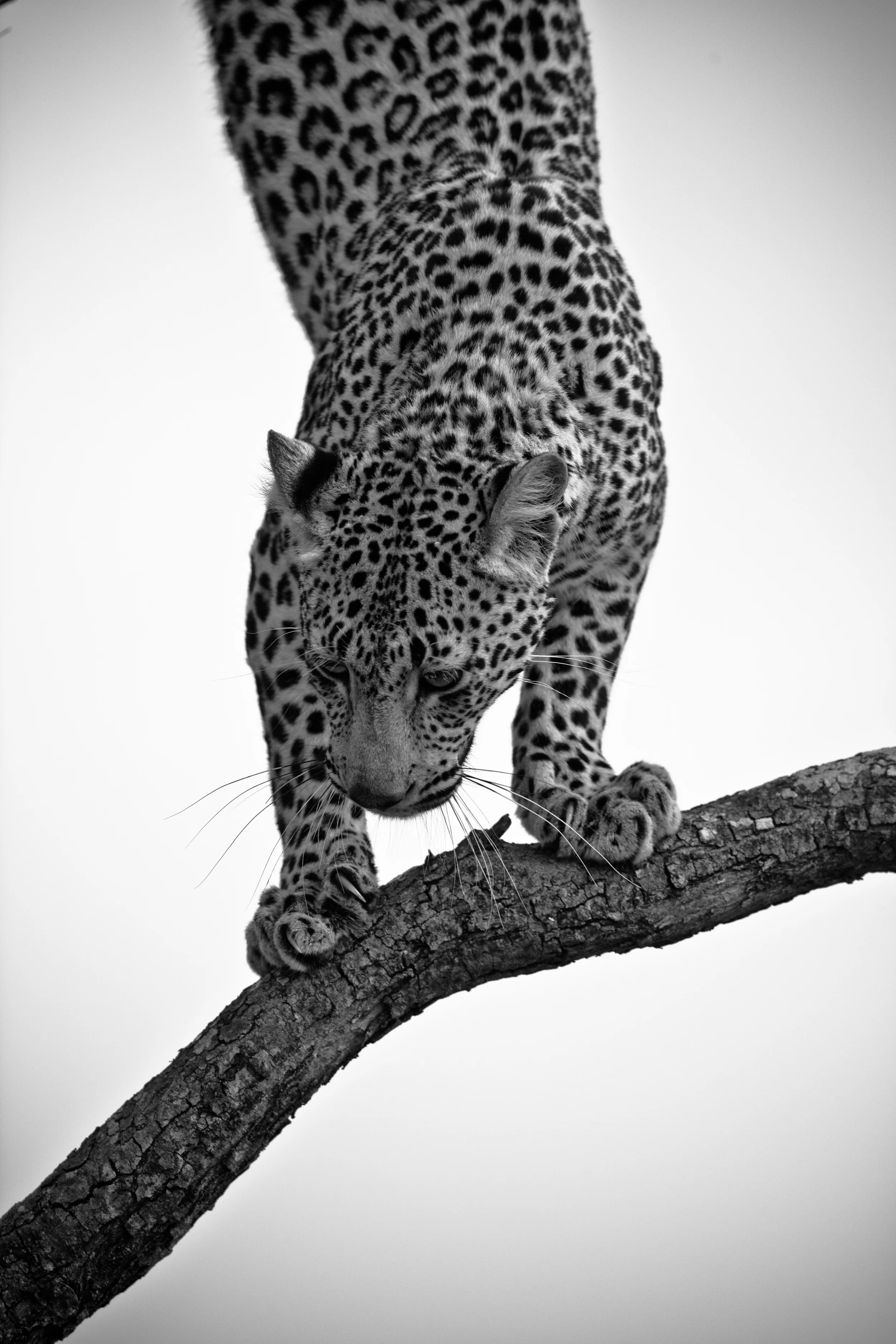 109 FEMALE LEOPARD, SABI SAND RESERVE, SOUTH AFRICA.jpg