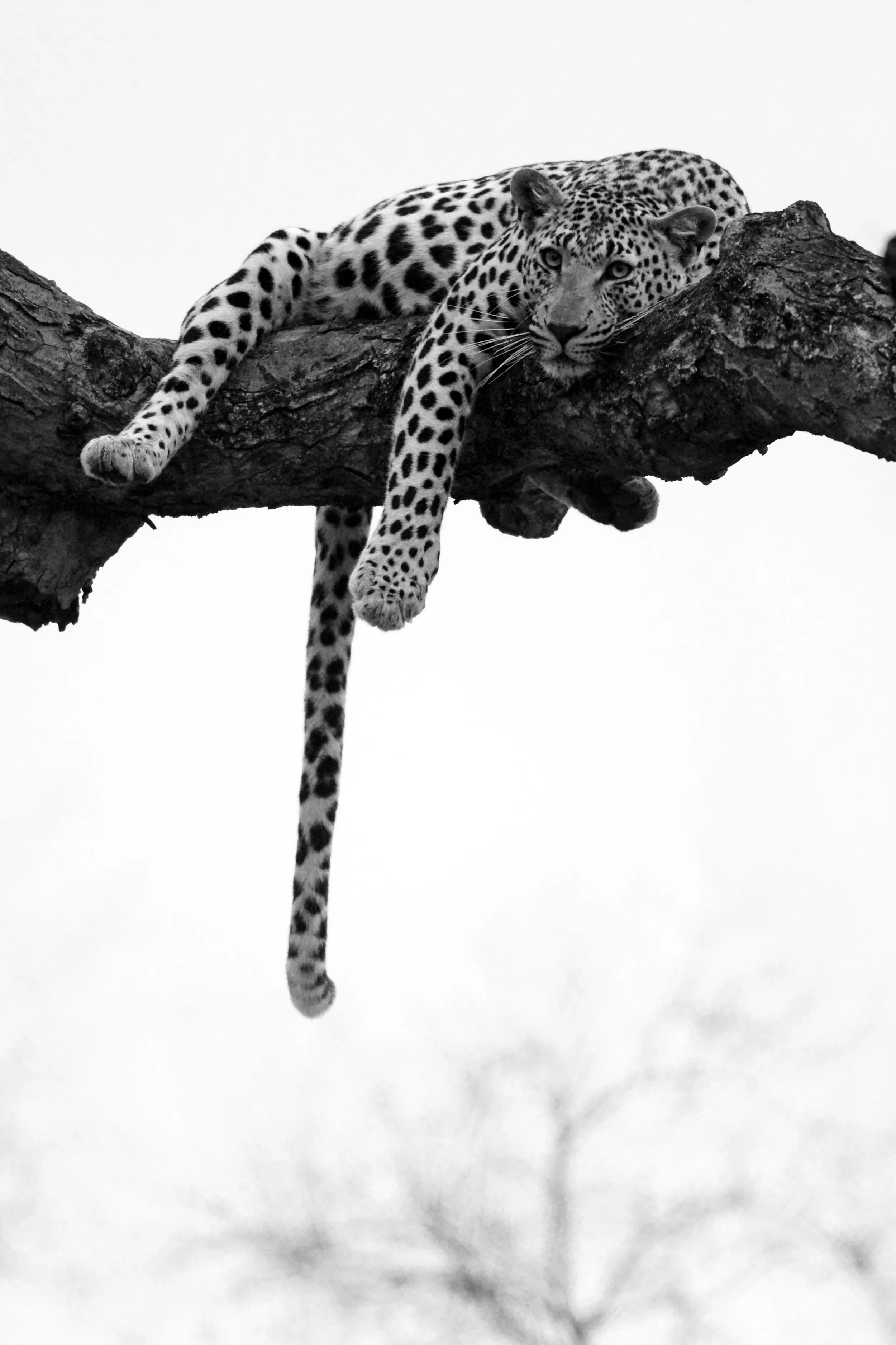 118 MALE LEOPARD, SABI SAND RESERVE, SOUTH AFRICA.jpg