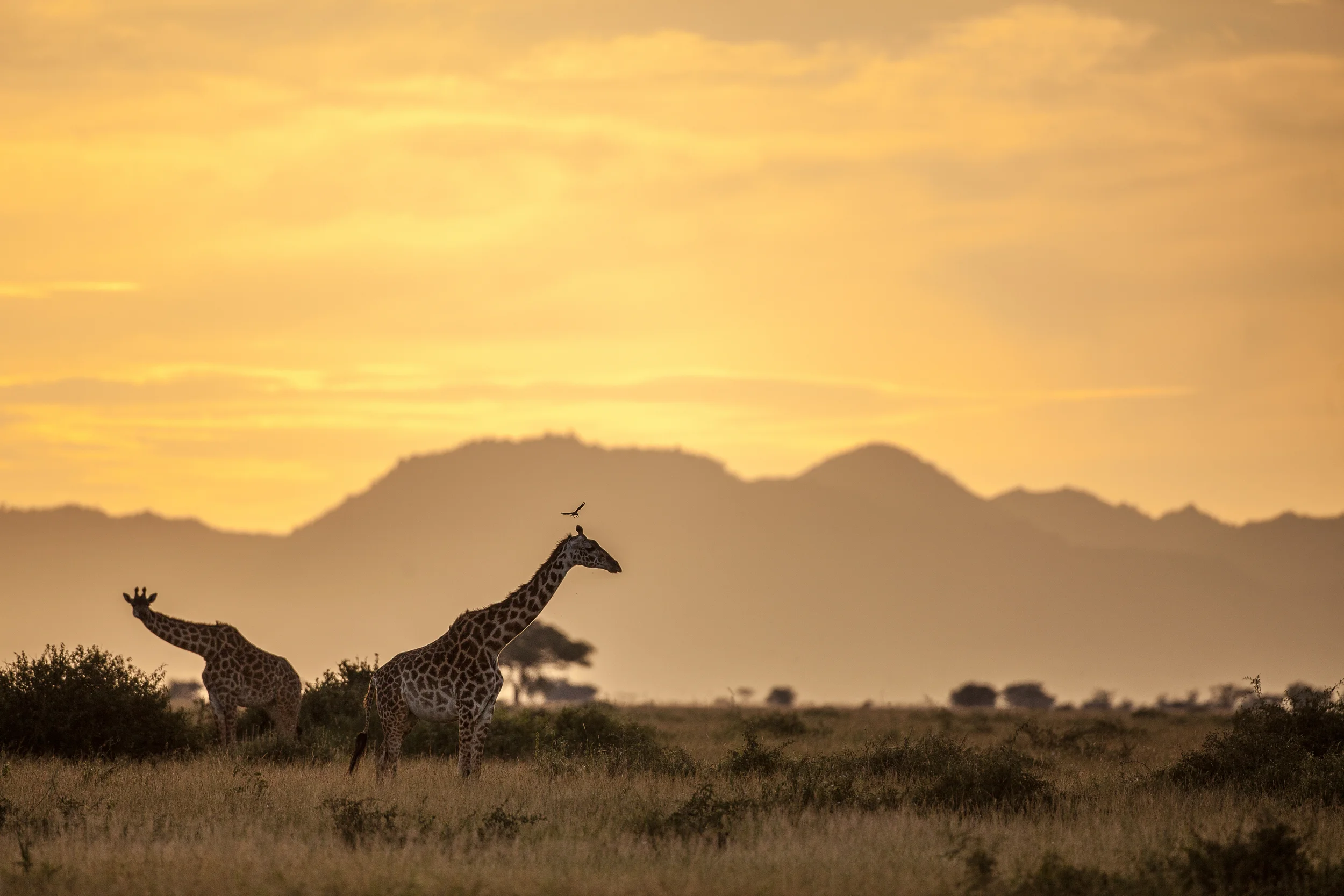 215 GIRAFFE, SERENGETI NATIONAL PARK, TANZANIA .jpg