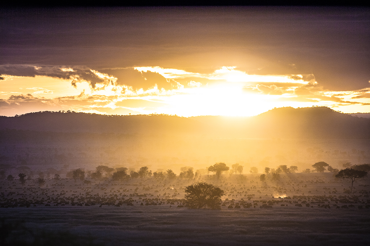 204 WILDEBEEST HERD, SERENGETI NATIONAL PARK, TANZANIA.jpg