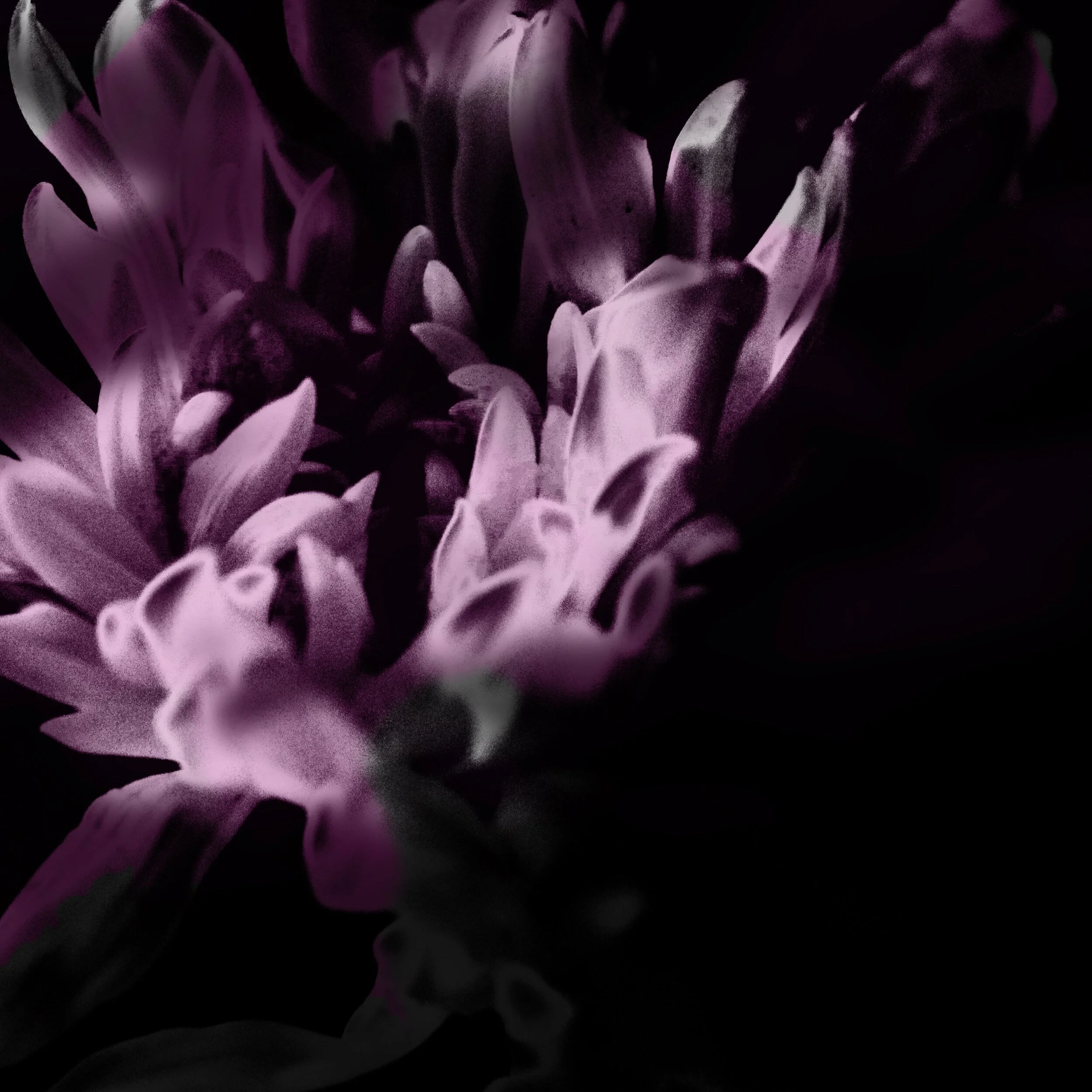 Jacana People x Sonnee