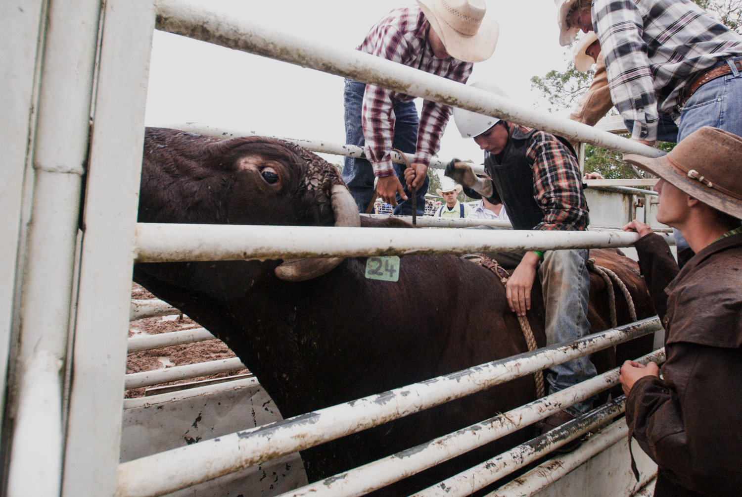 At the Woodford Rodeo