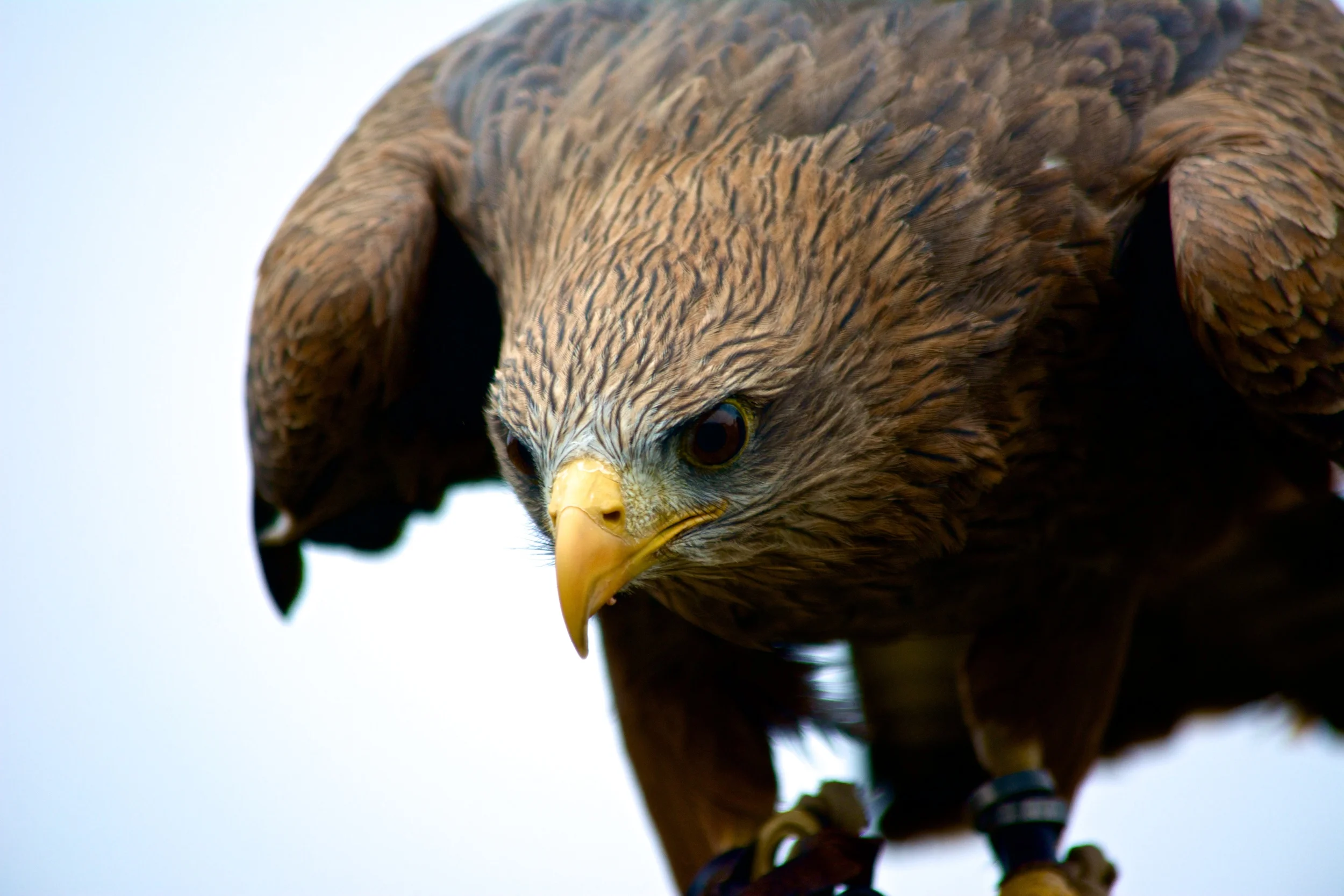 The Center for Birds of Prey, Awendaw, SC