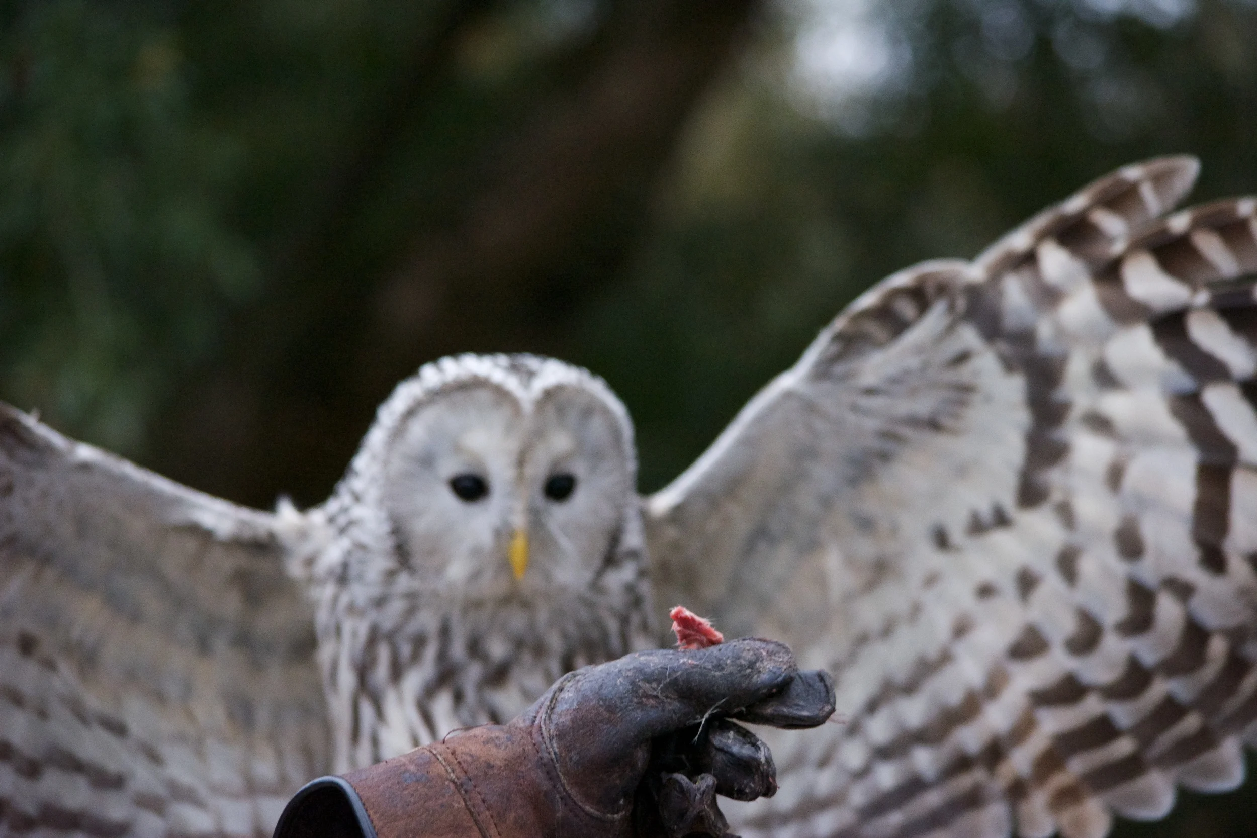 The Center for Birds of Prey, Awendaw, SC