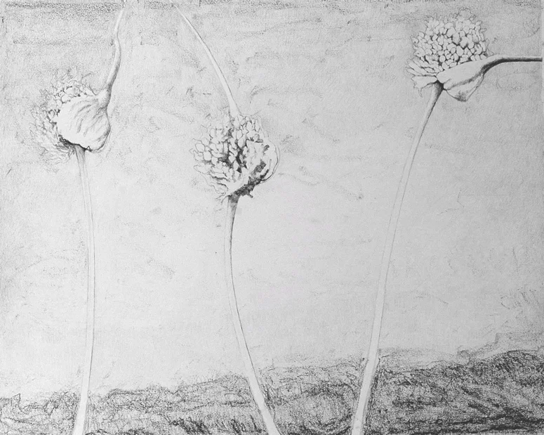 Garlic, Oil Crayon on Paper, 16 x 20 inches, 2013