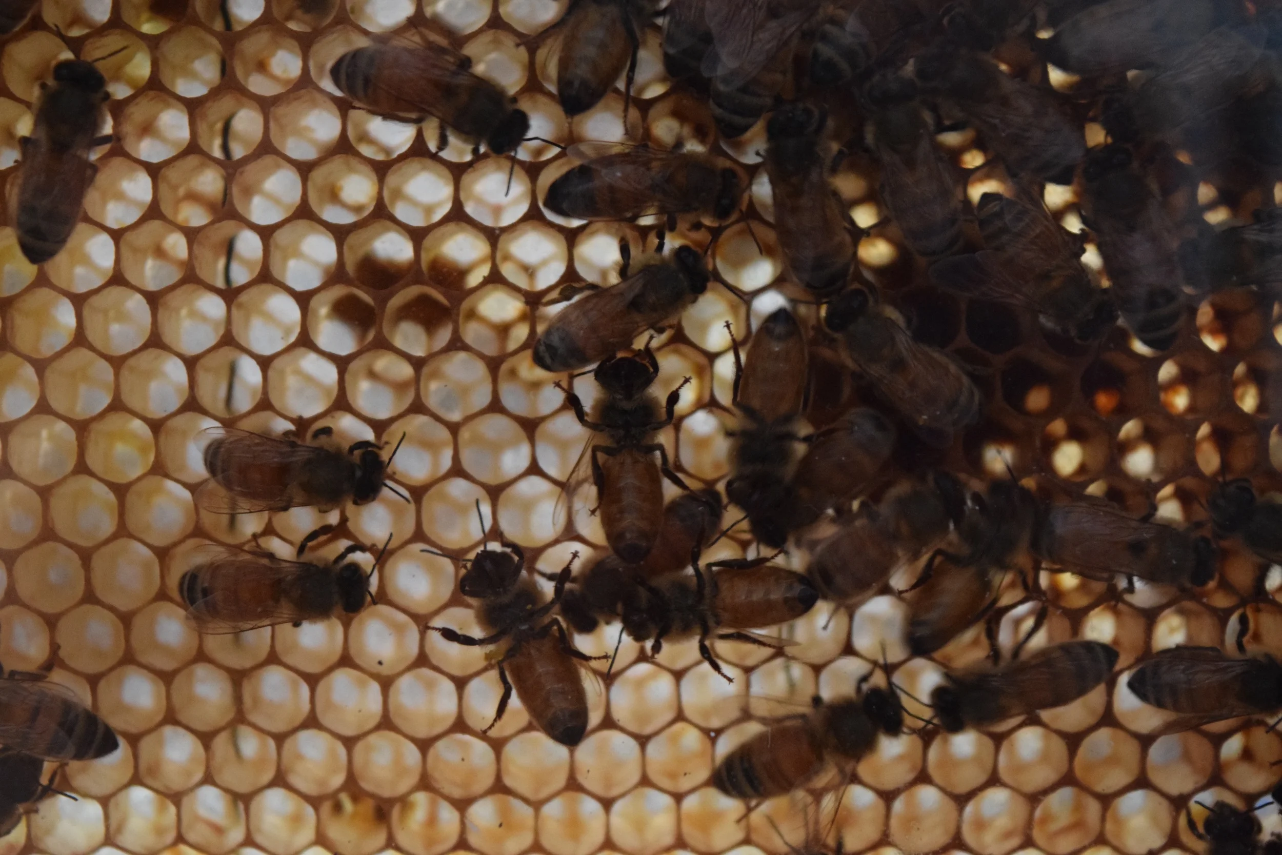 Smart Hive for a Smart City