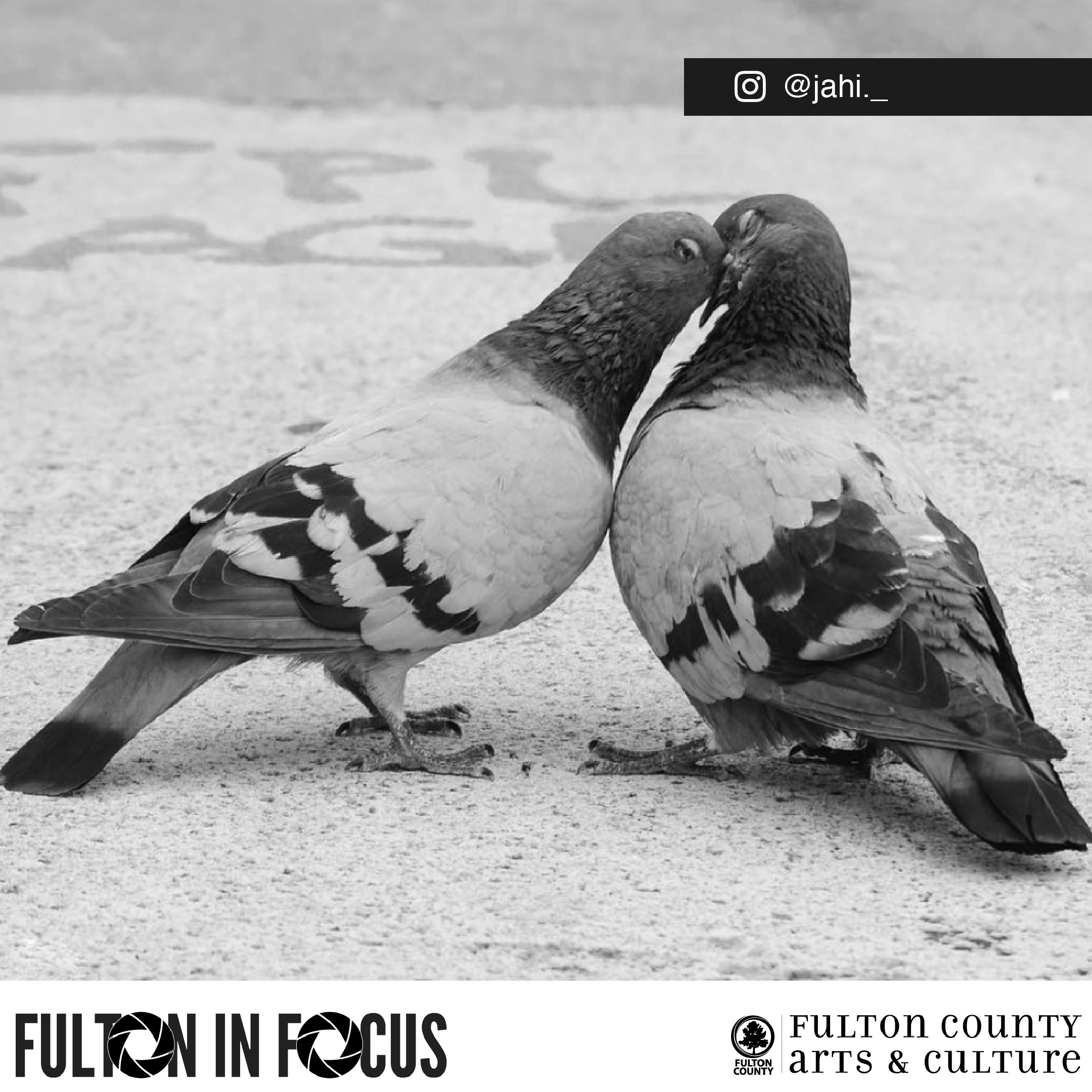 Fulton in focus-01.jpg