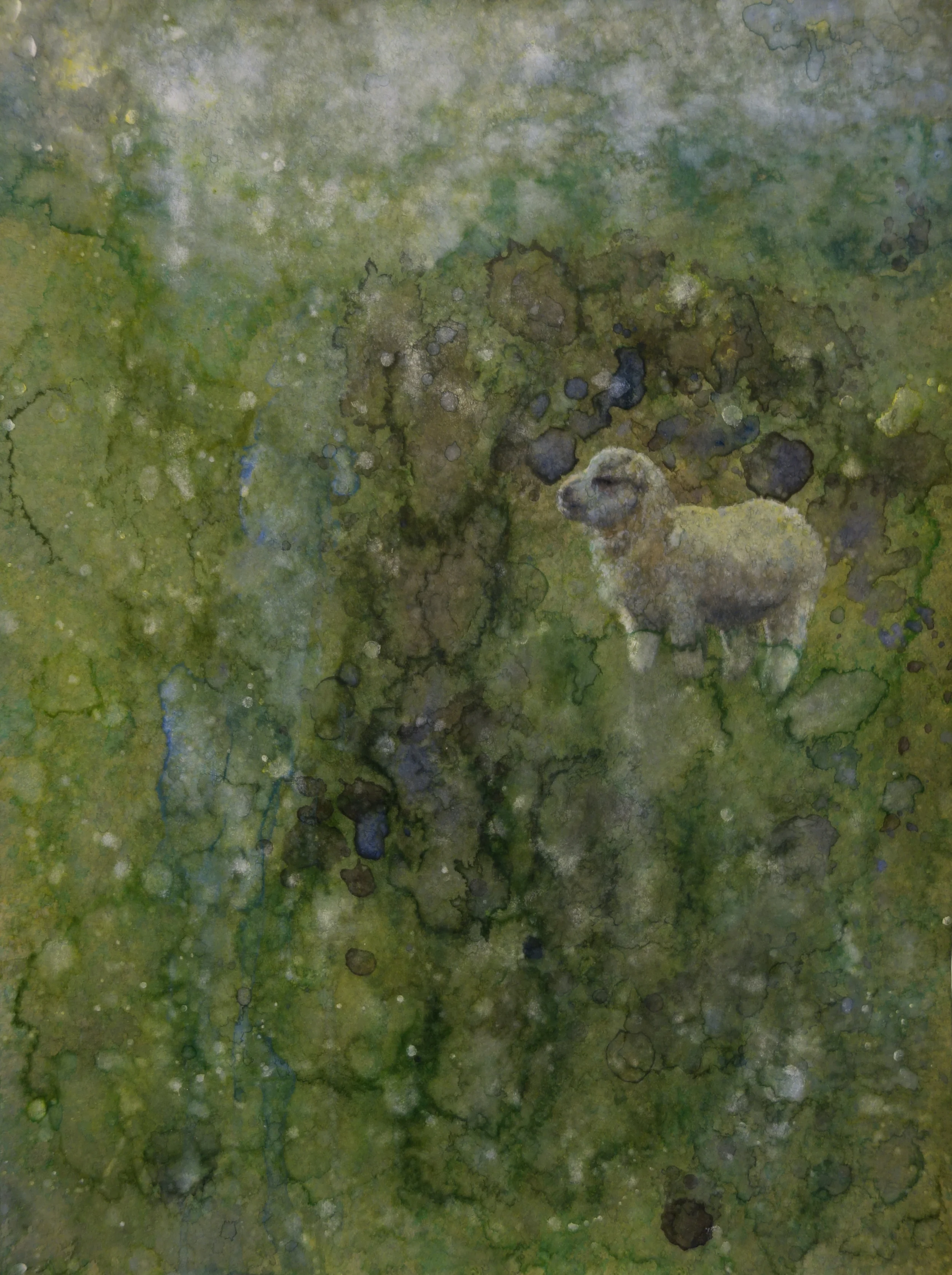 Confident Lamb