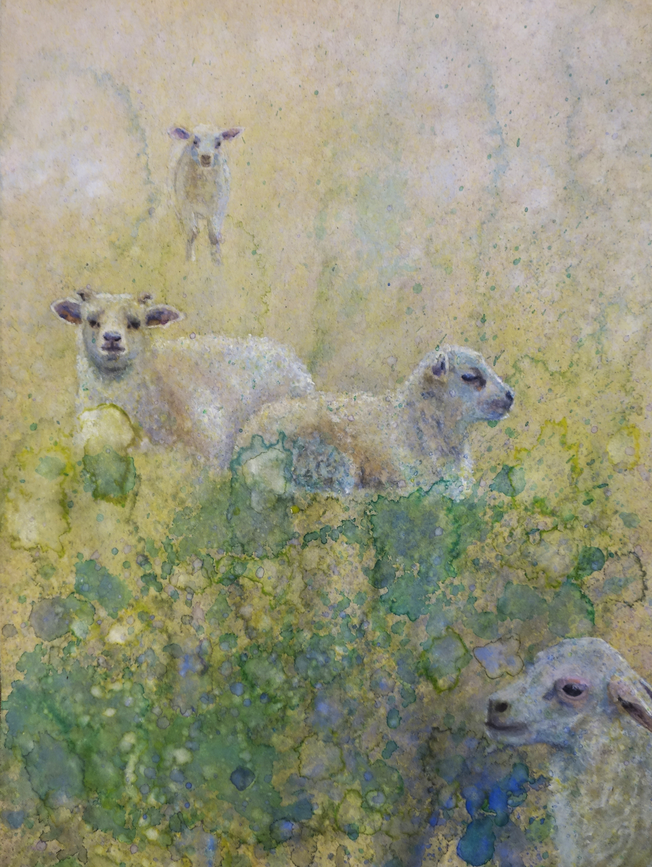 Lambs in Field