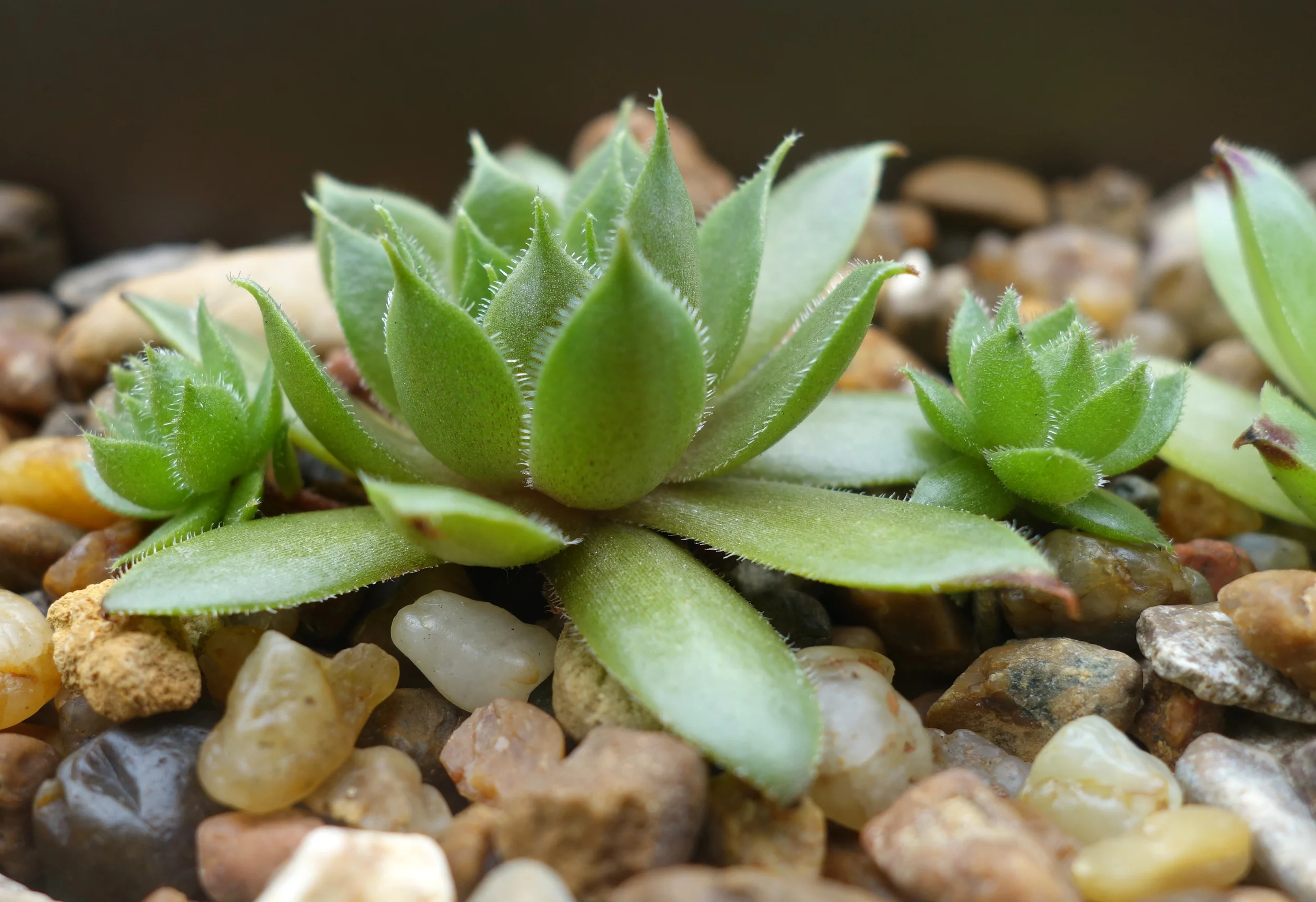 sempervivum.jpg