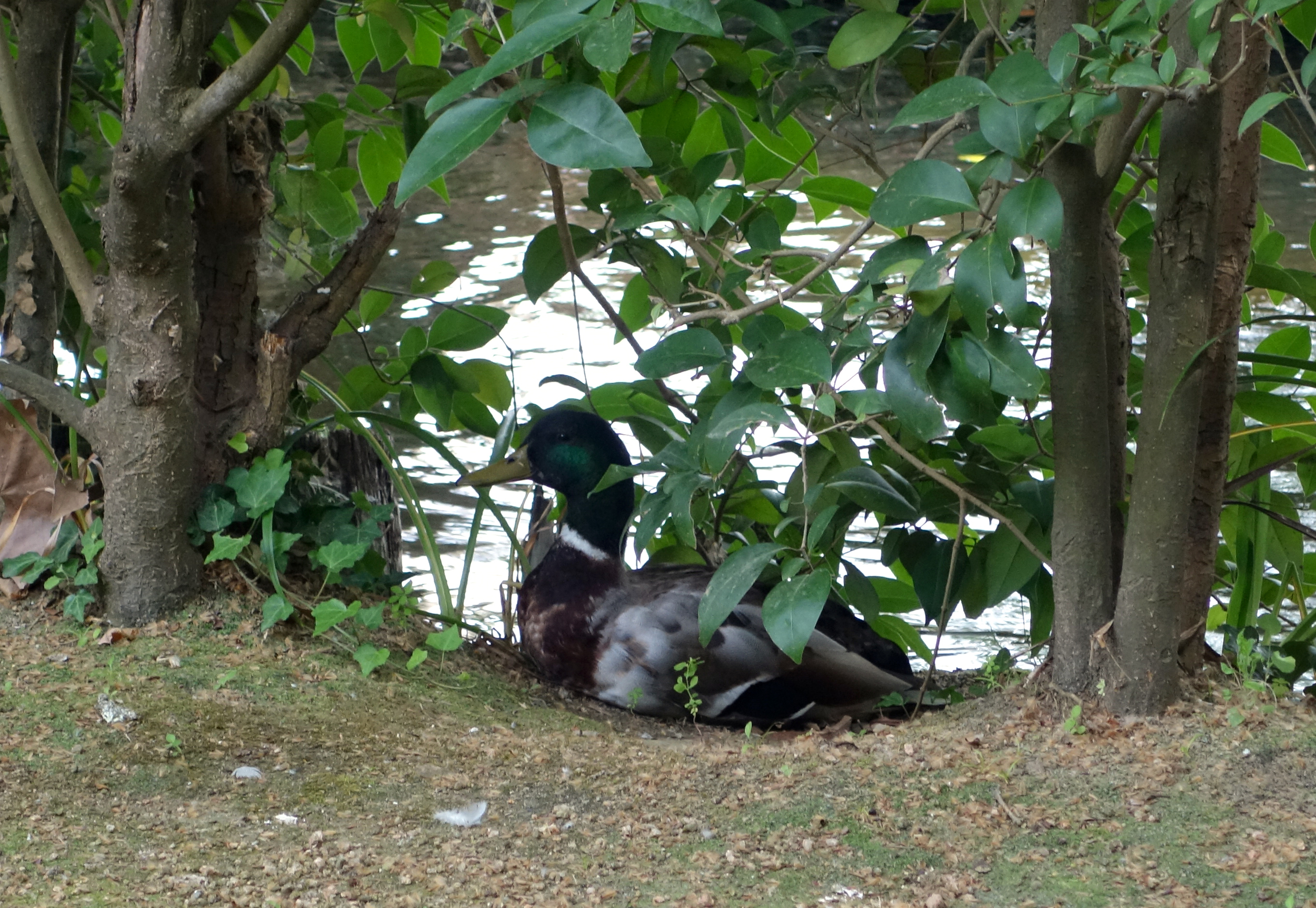 A Devesa duck.