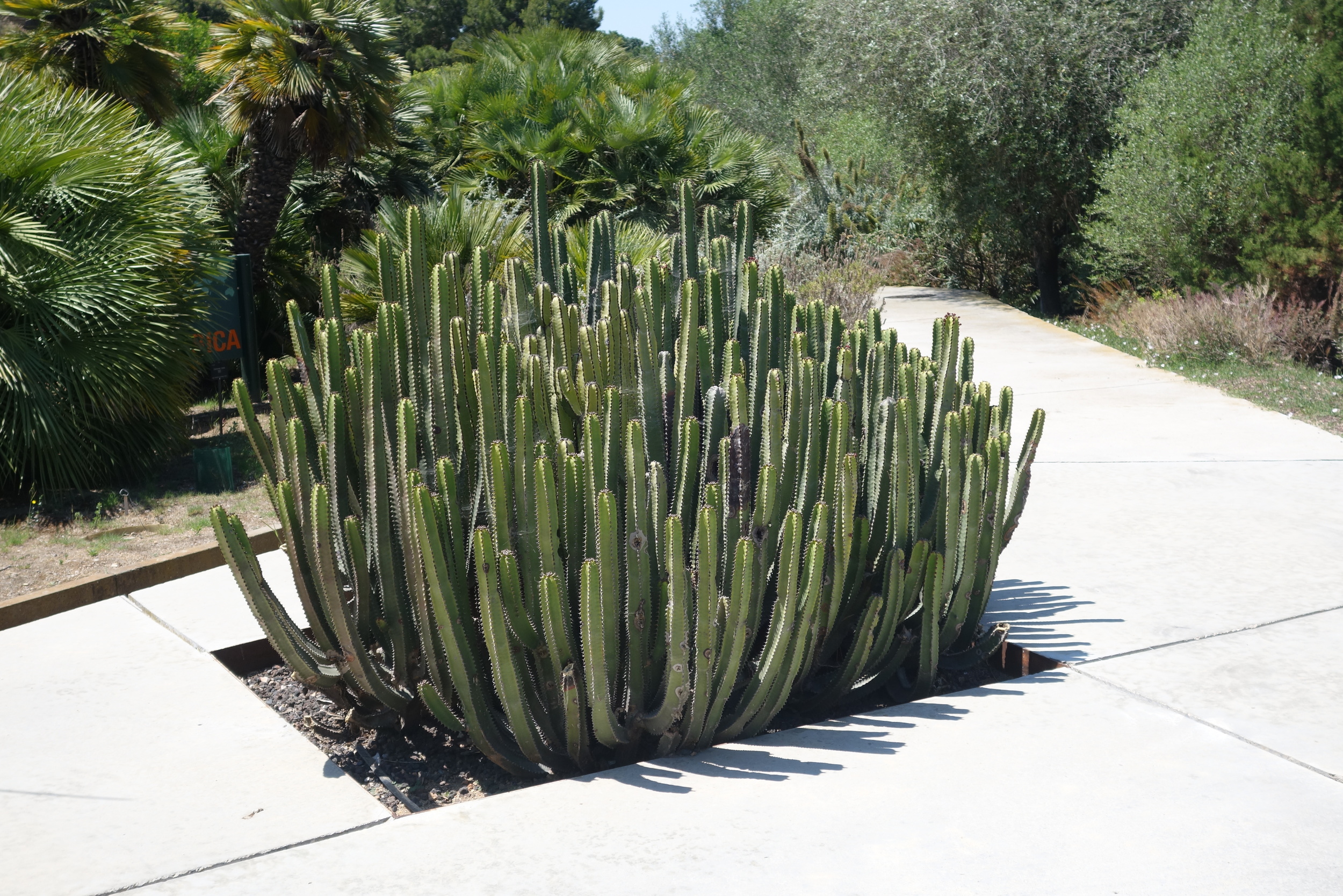  Barcelona Botanical Garden 