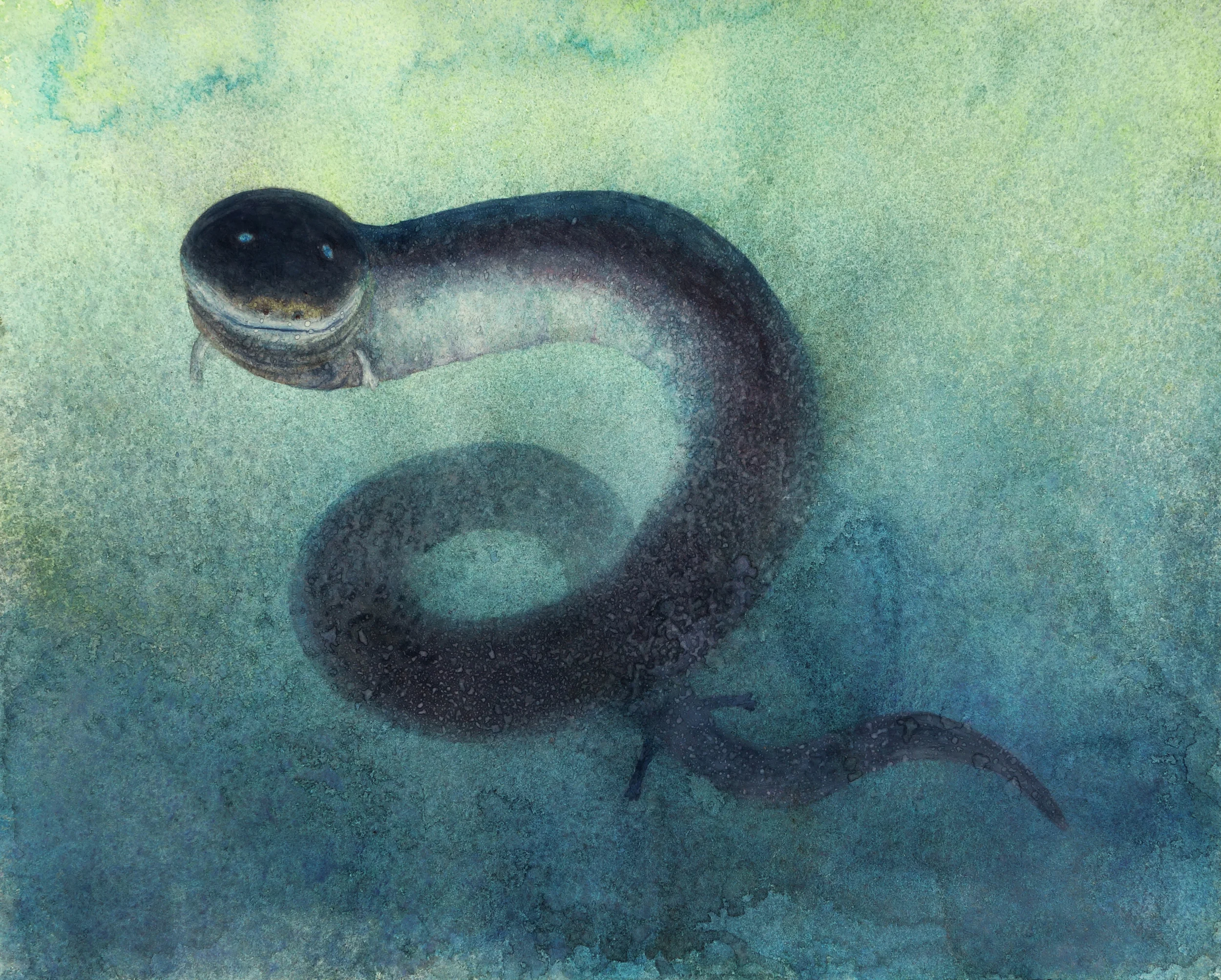 The new amphiuma commission.