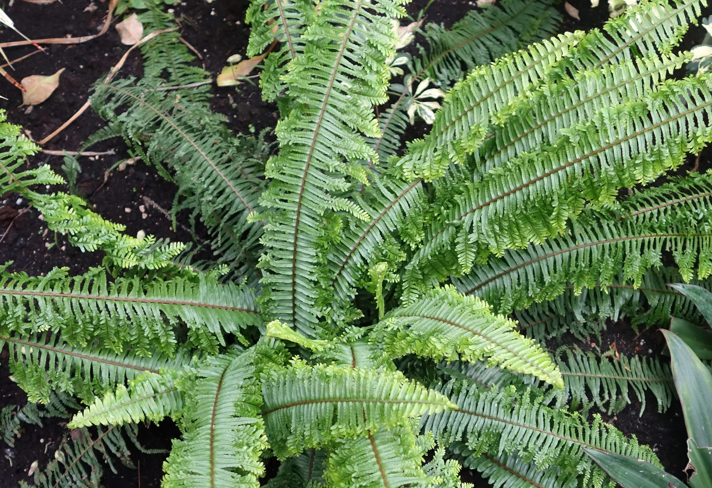 DSC01247v2.jpg