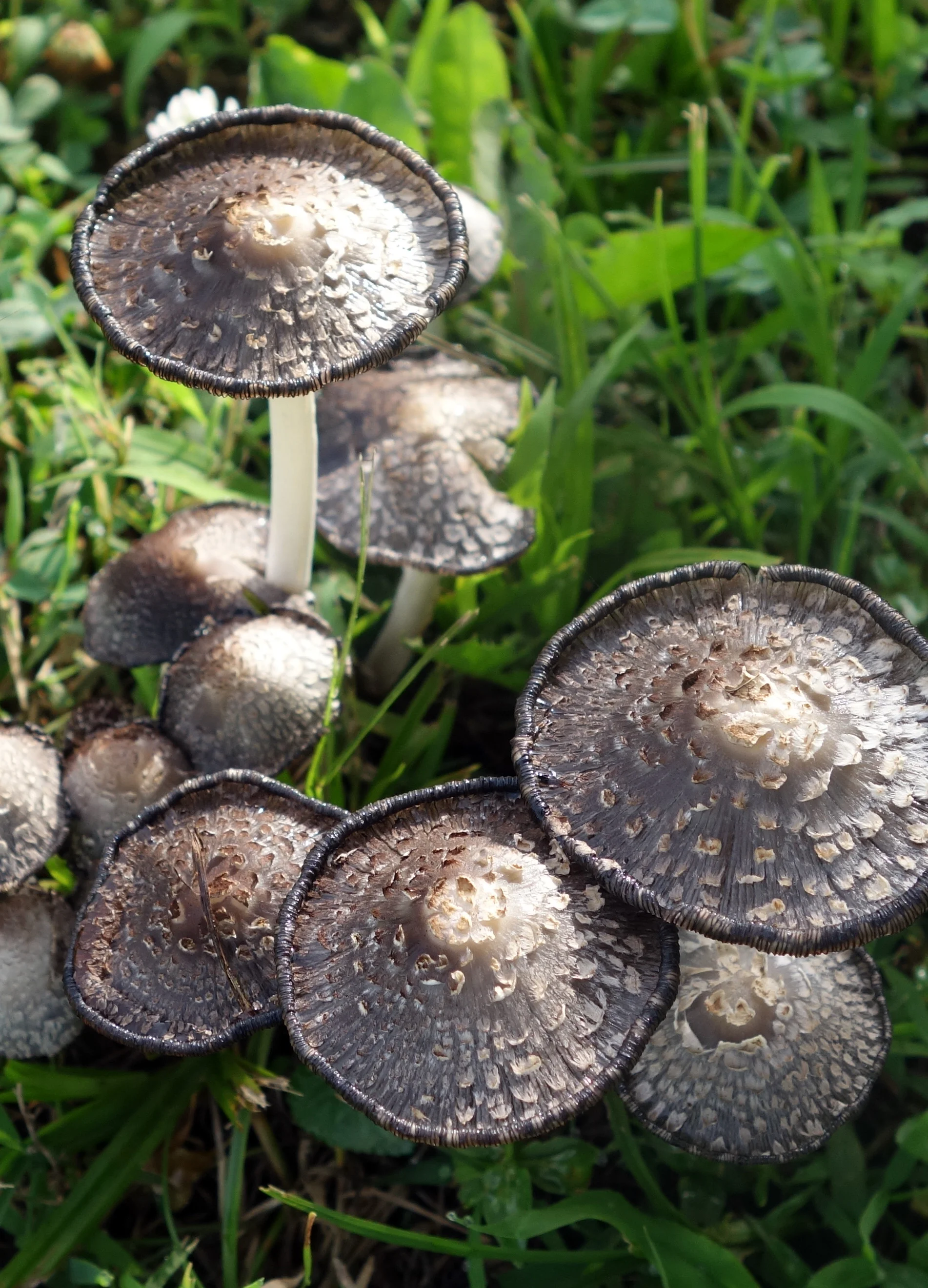 mushrooms4.jpg