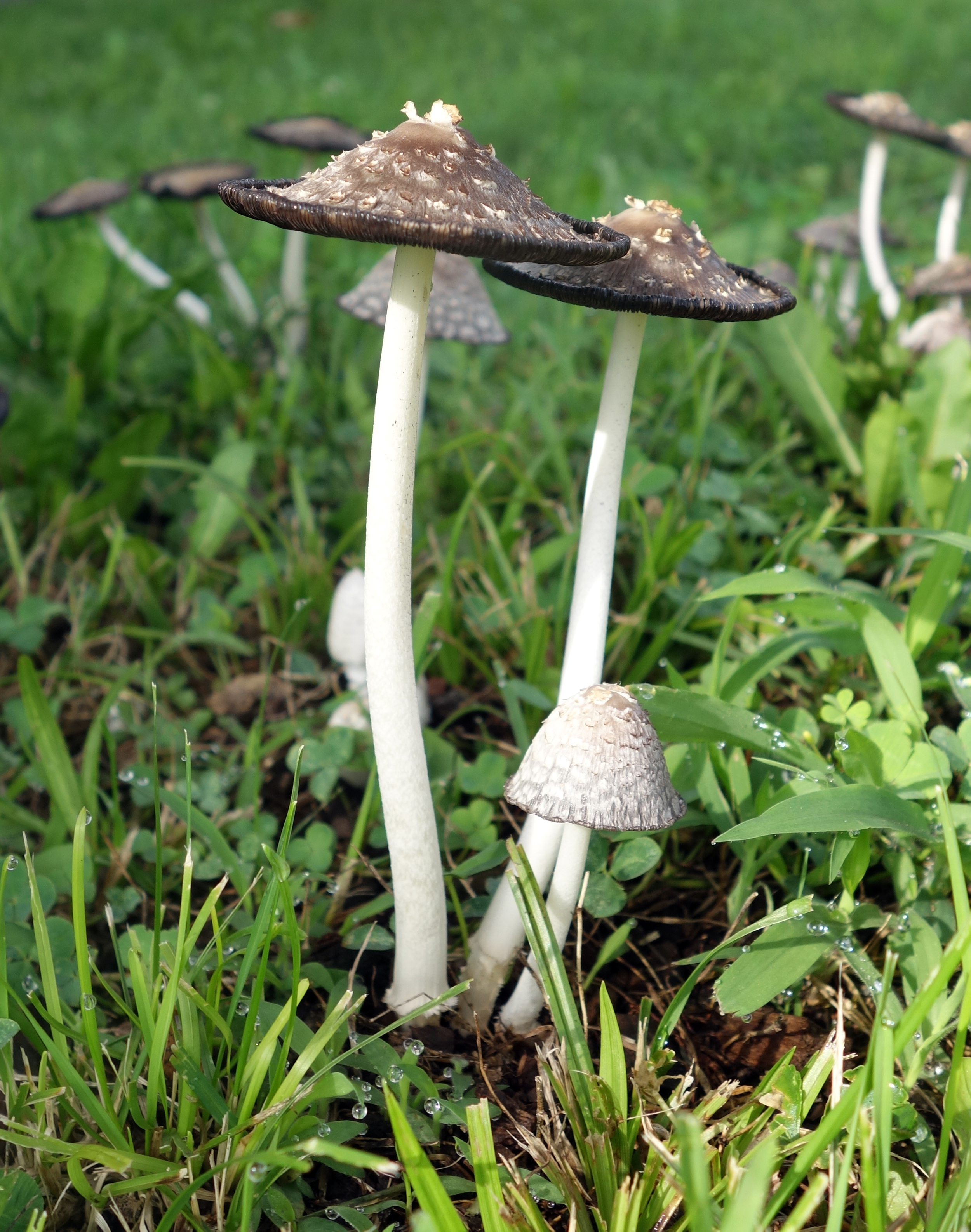 mushrooms1.jpg