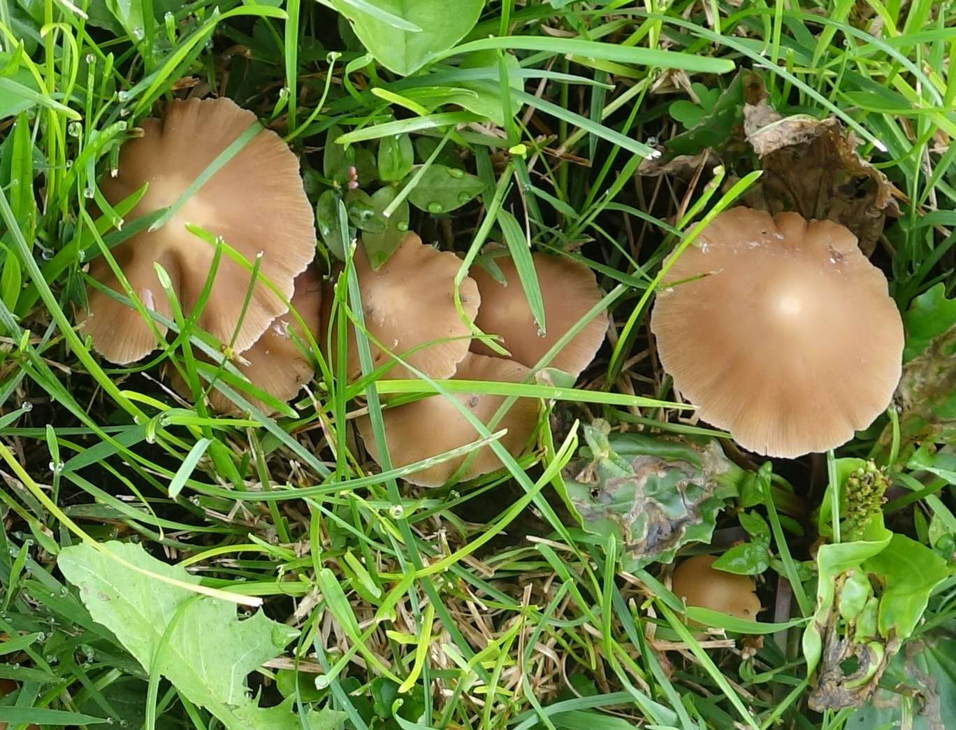 mushrooms5.jpg