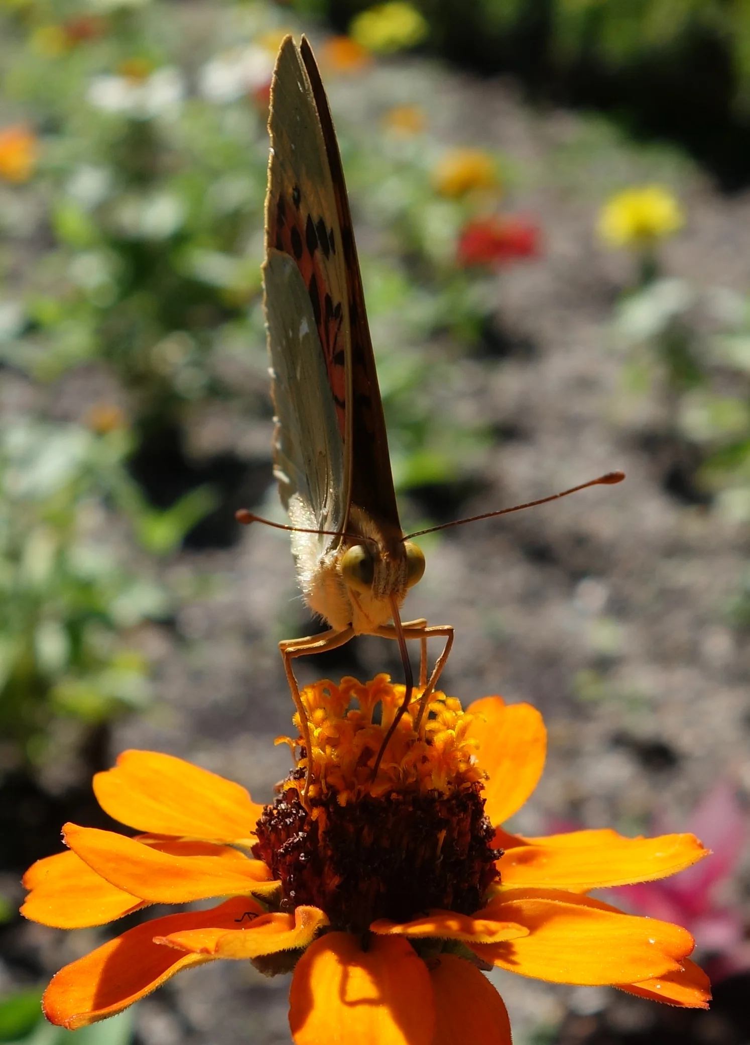 DSC05124v2.jpg