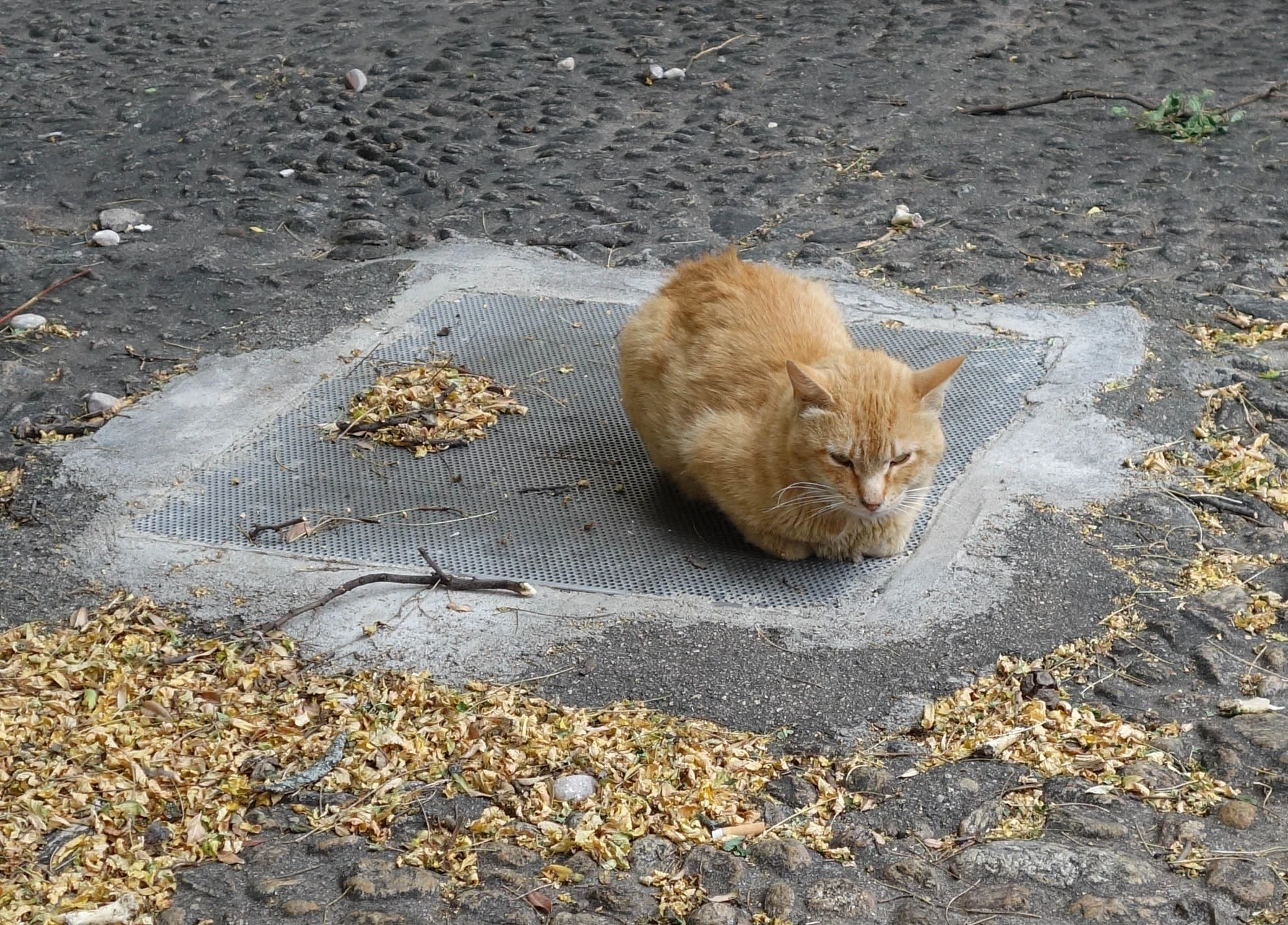 DSC06142v2.jpg