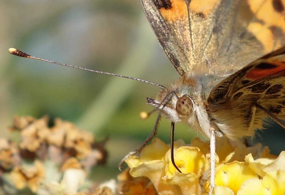 Schlagle butterfly 4.jpg