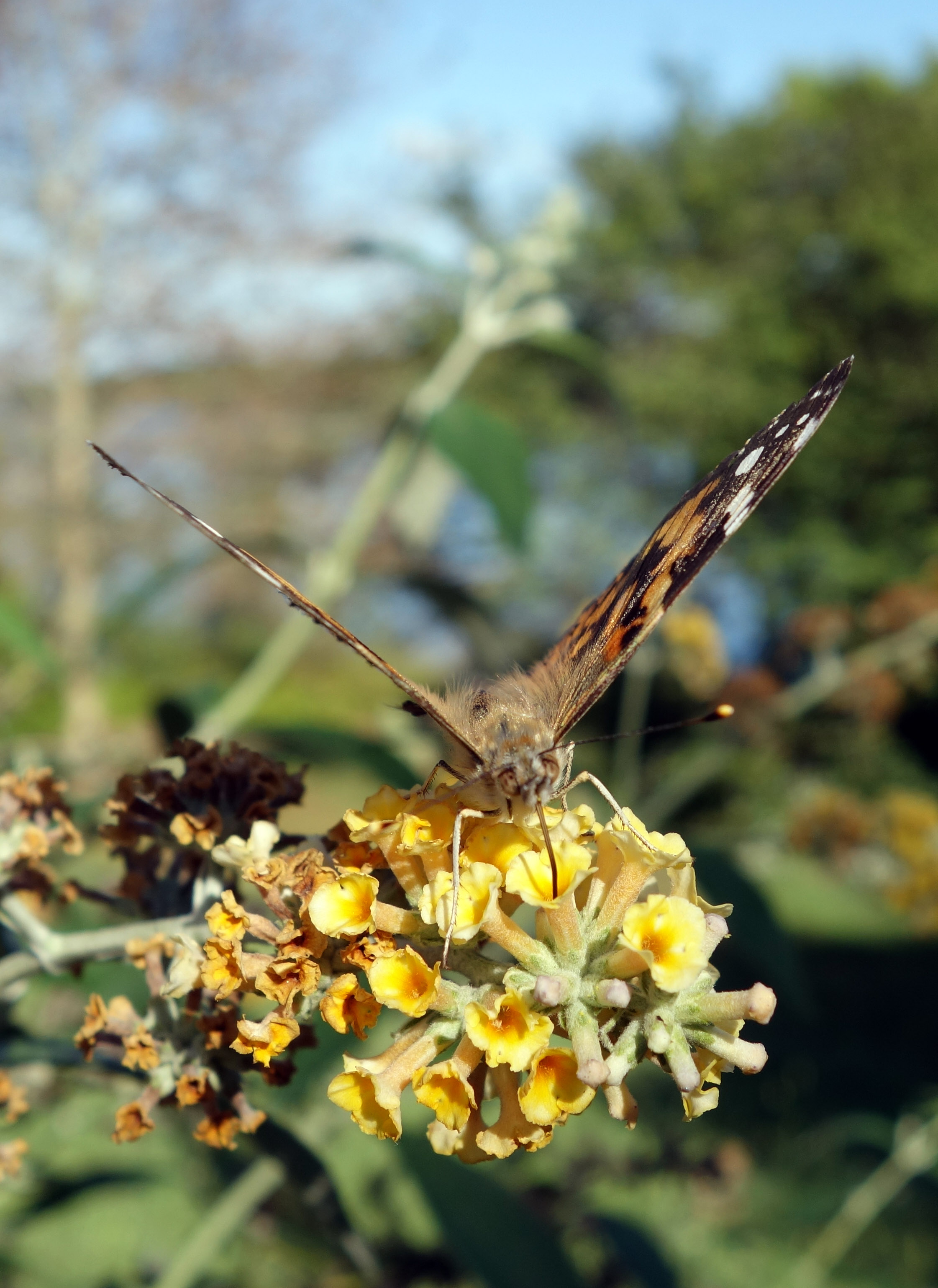 Schlagle butterfly 1.jpg